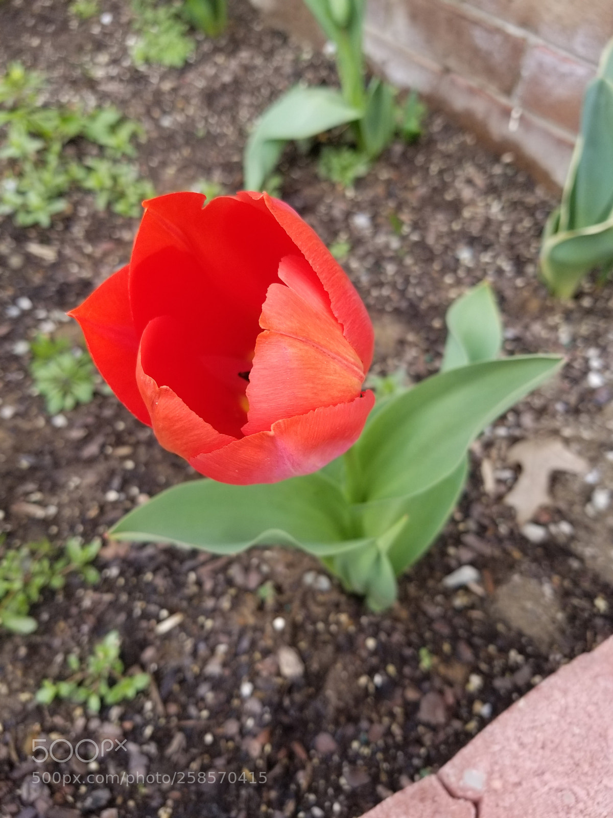 Samsung Galaxy S8 sample photo. Tulipán photography