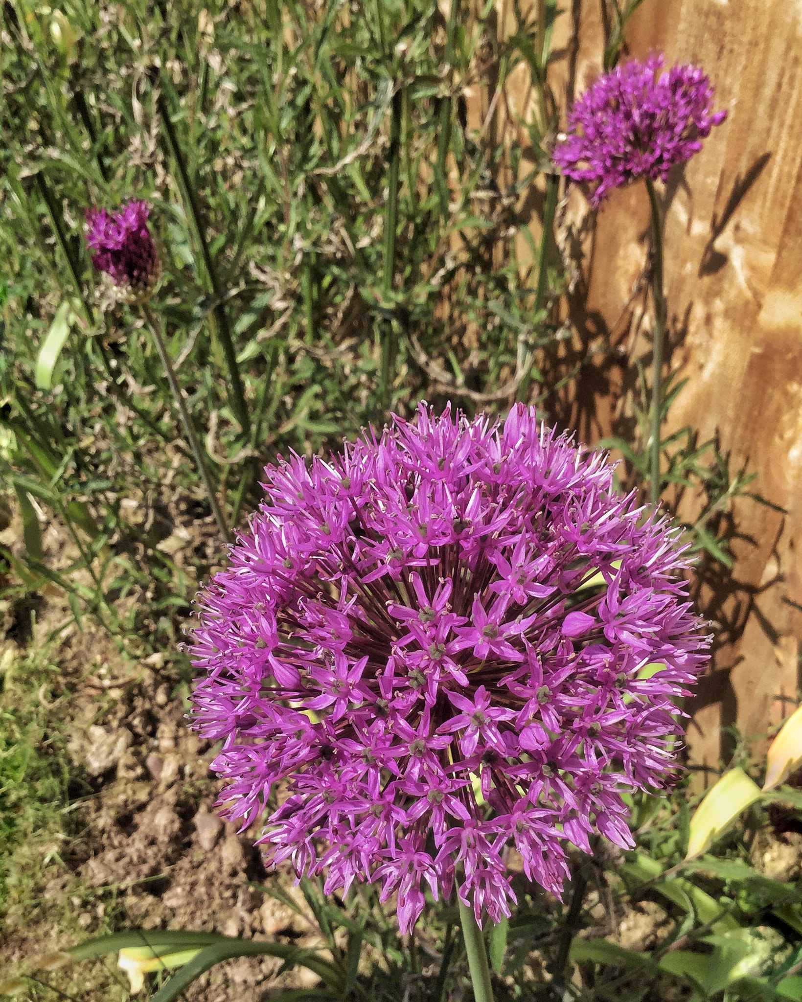 Apple iPad Air 2 sample photo. Alliums photography