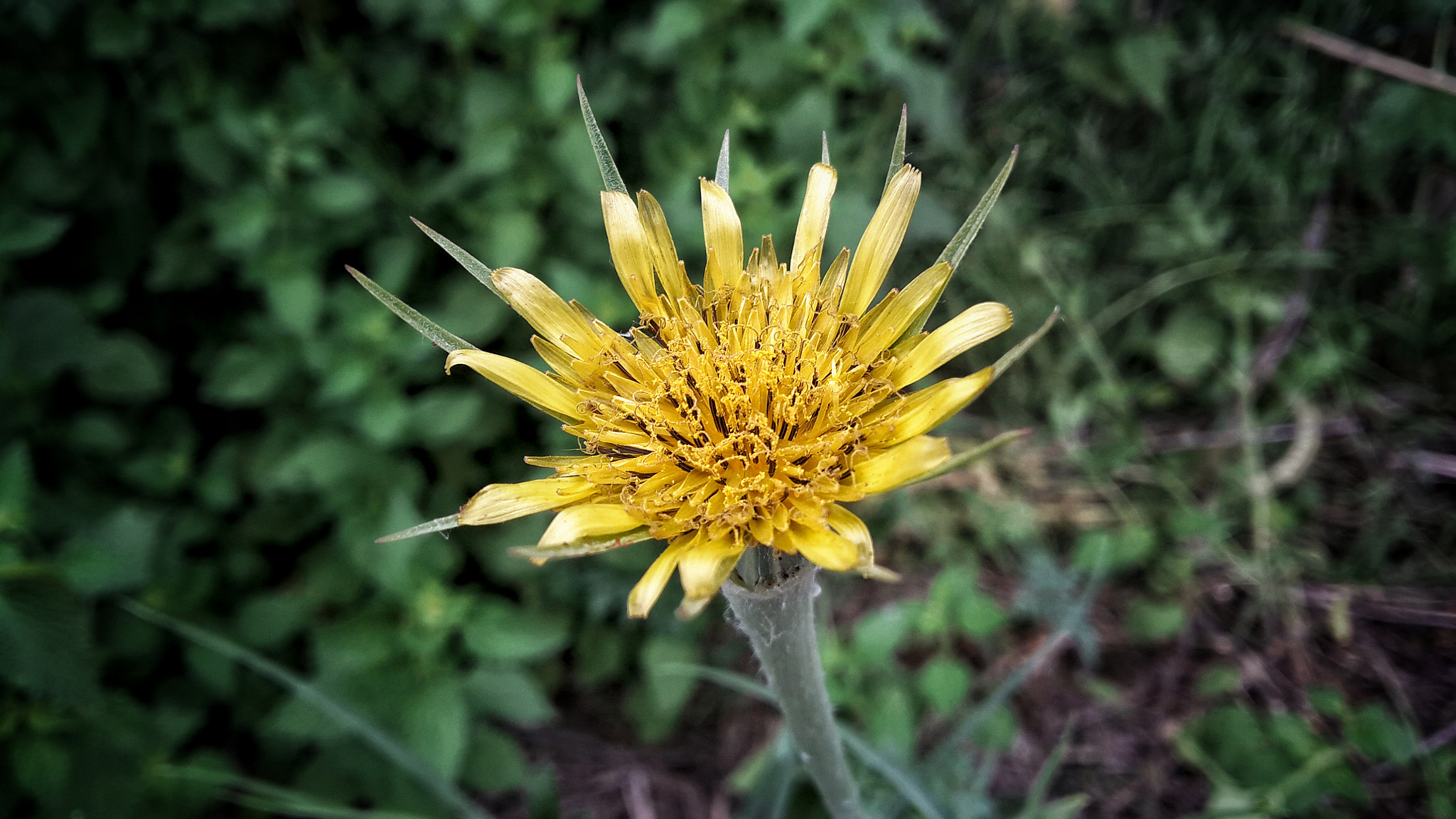 Samsung Galaxy A7 sample photo. Yelow wild photography