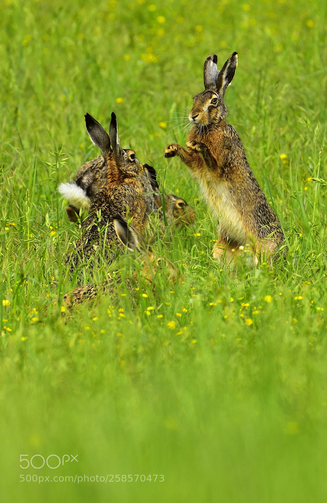 Nikon D750 sample photo. Hare (battle for love) photography