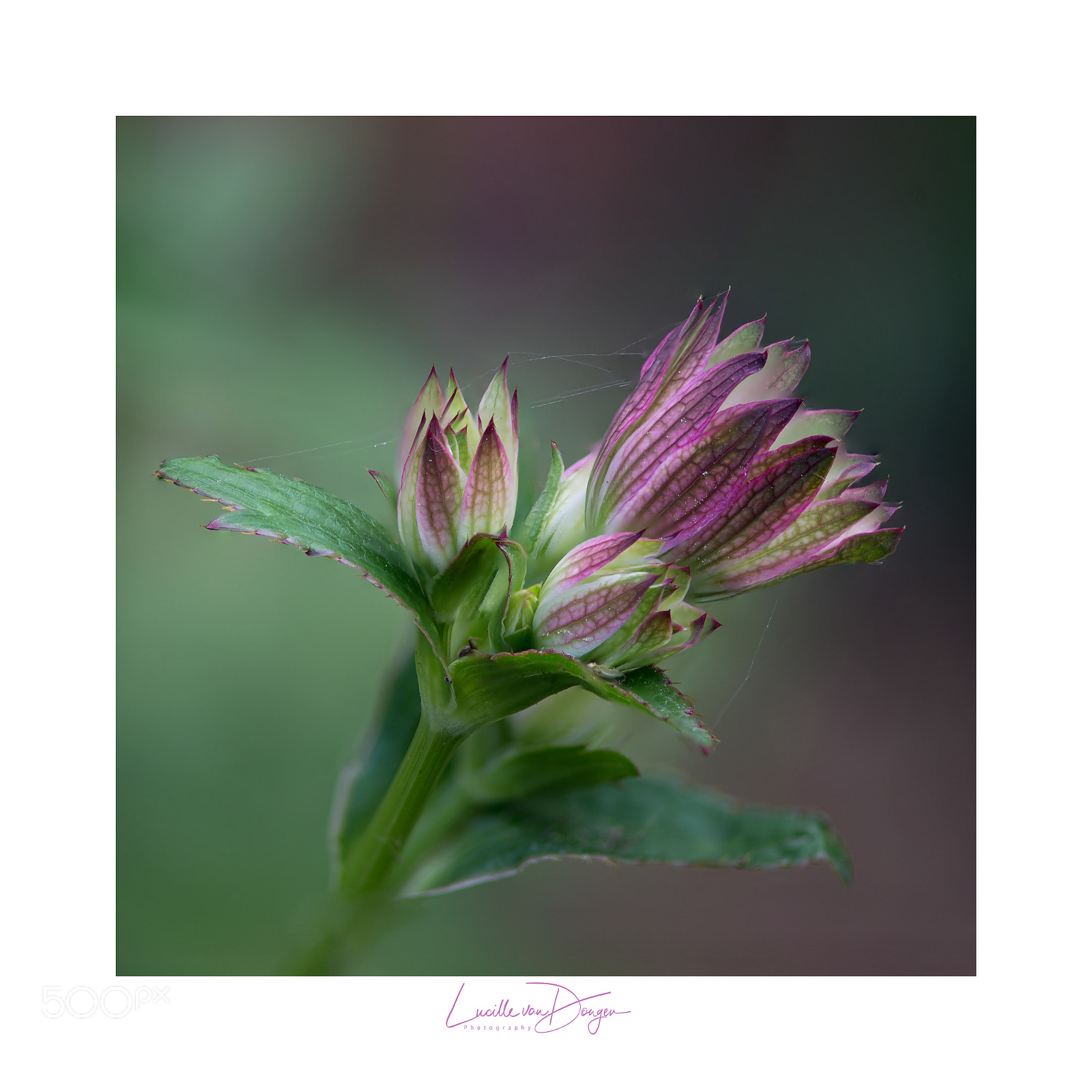 Nikon D610 sample photo. Astrantia major wedding photography