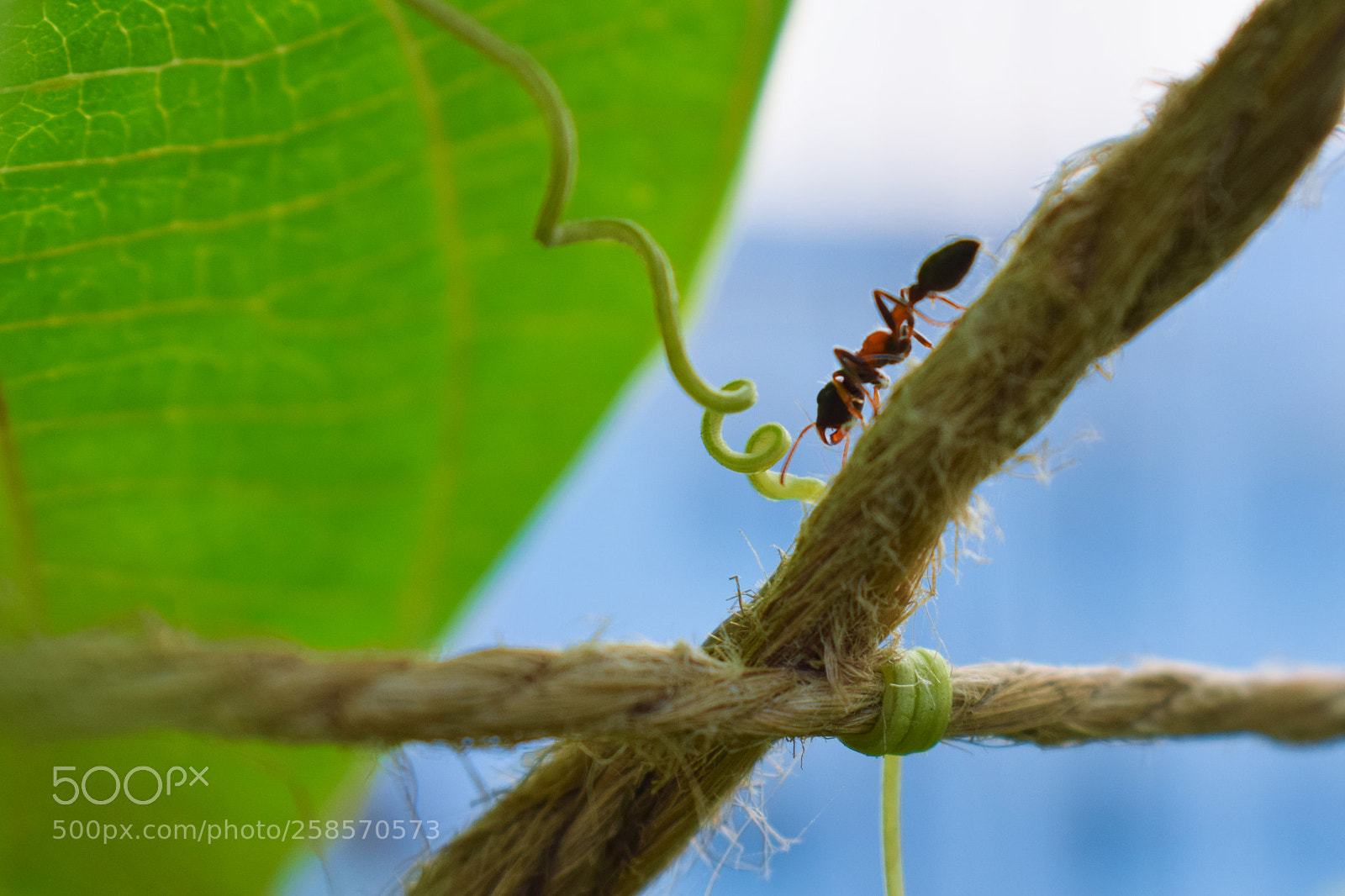 Nikon D5300 sample photo. Ant life photography