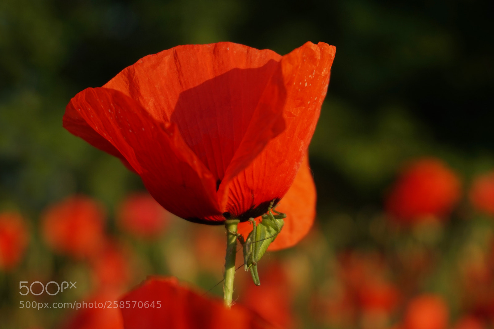 Sony Alpha a5000 (ILCE 5000) sample photo. Red poppy with grasshopper photography