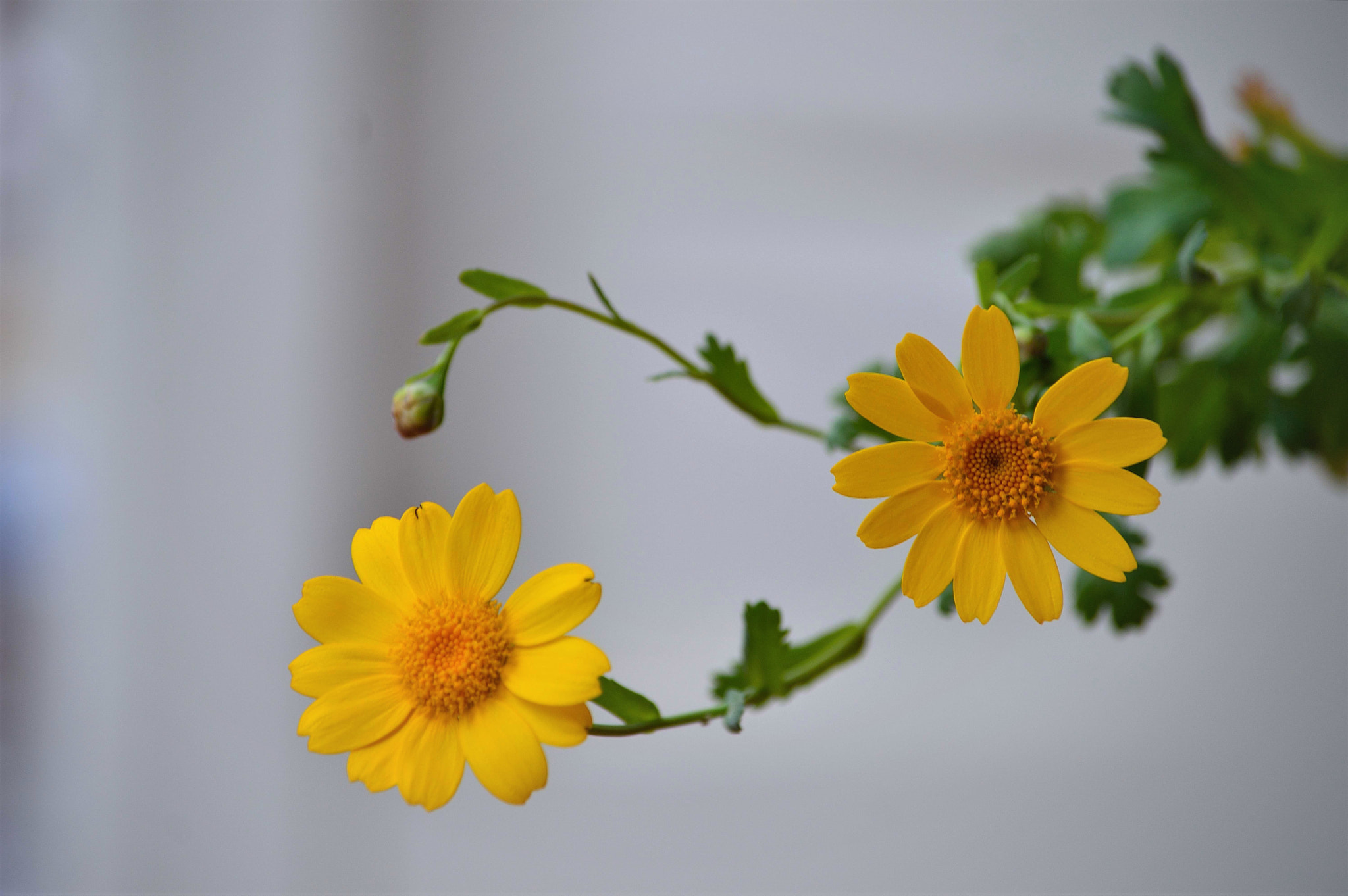 Nikon D3200 sample photo. Wildflowers photography
