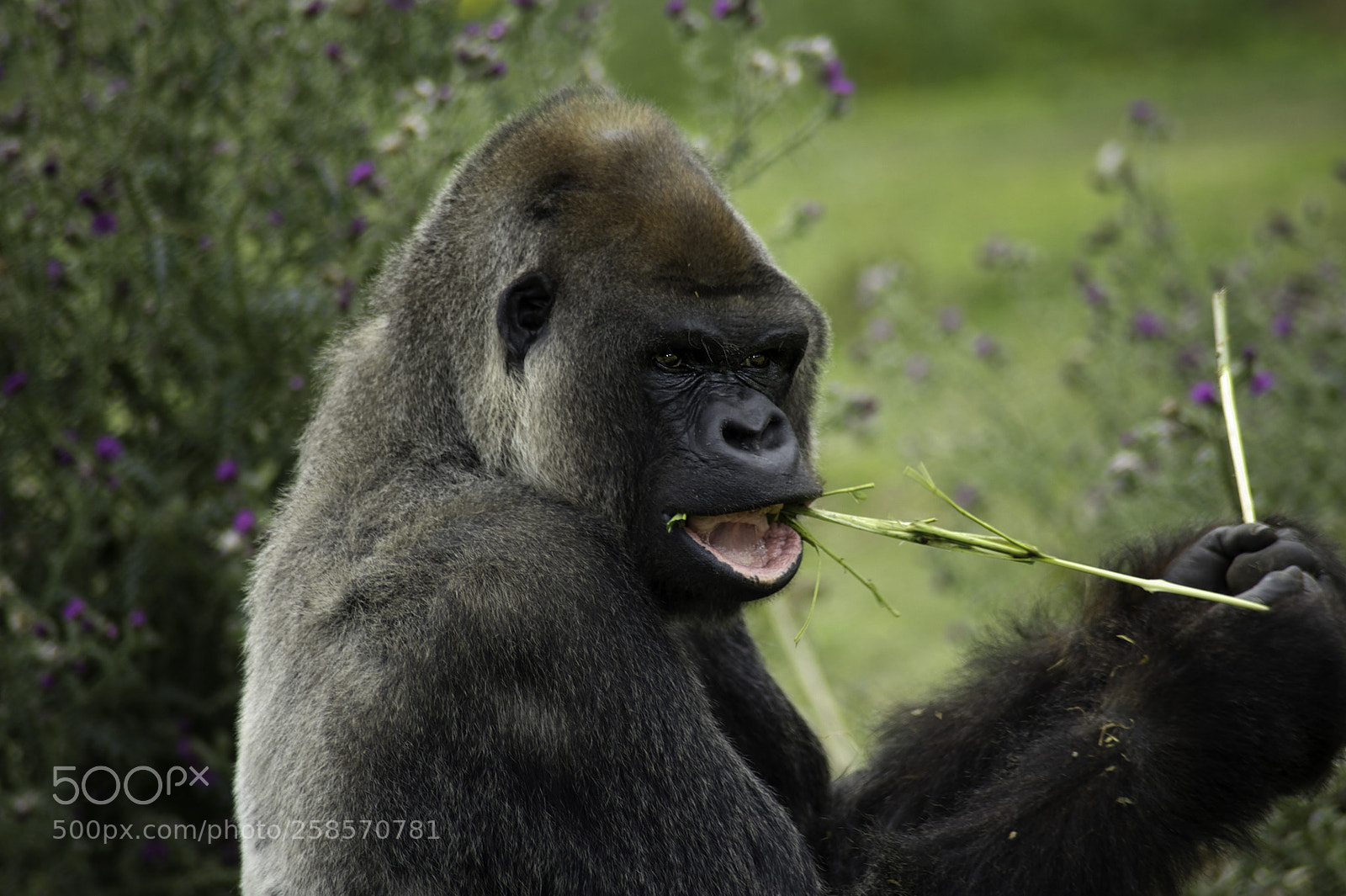 Nikon D700 sample photo. Gorilla series photography