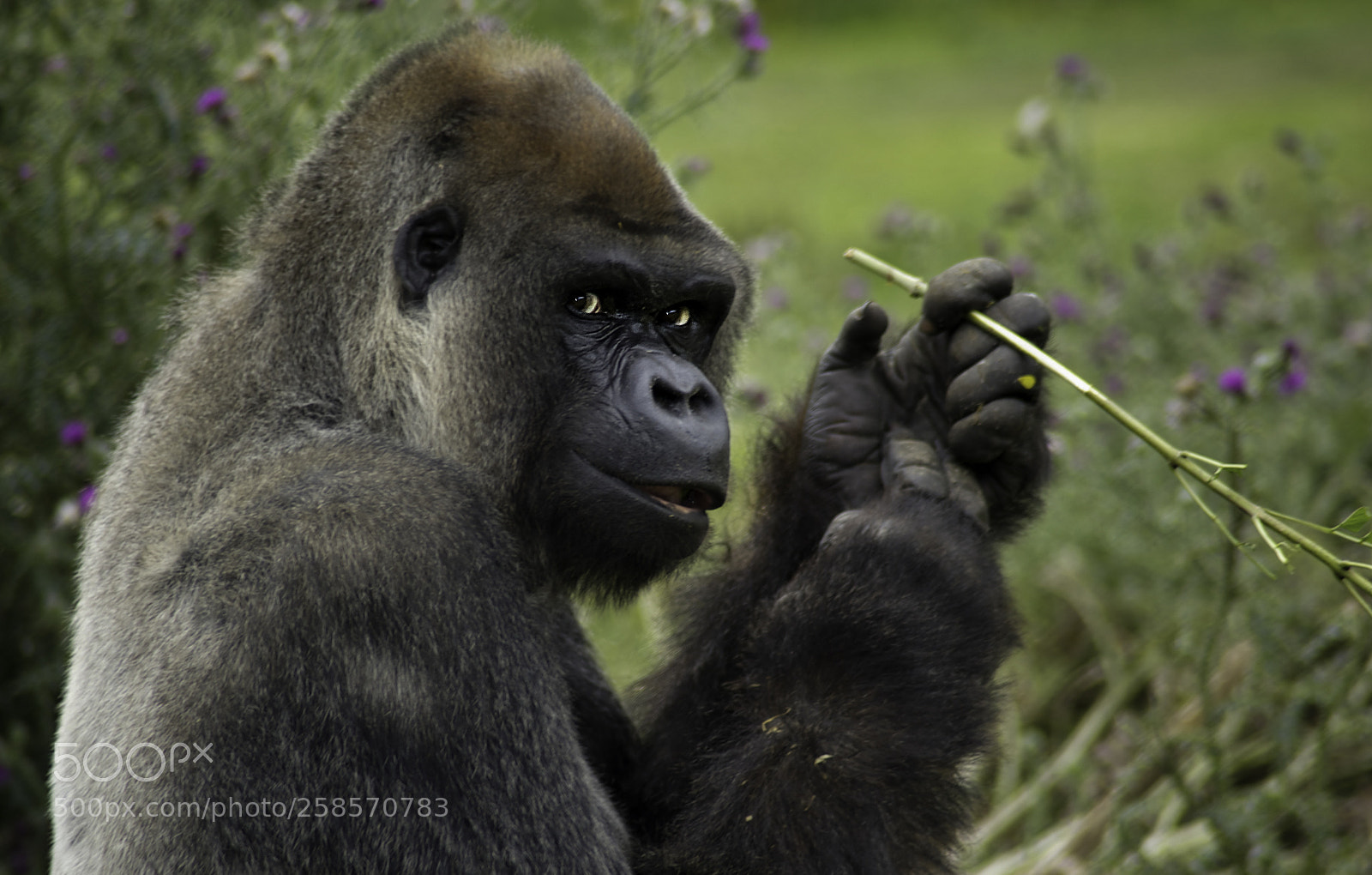 Nikon D700 sample photo. Gorilla series photography