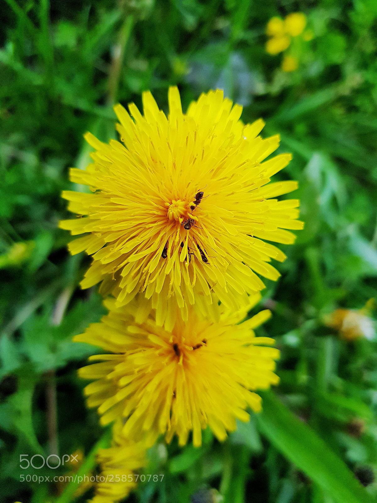 Samsung Galaxy S8+ sample photo. Living flower photography