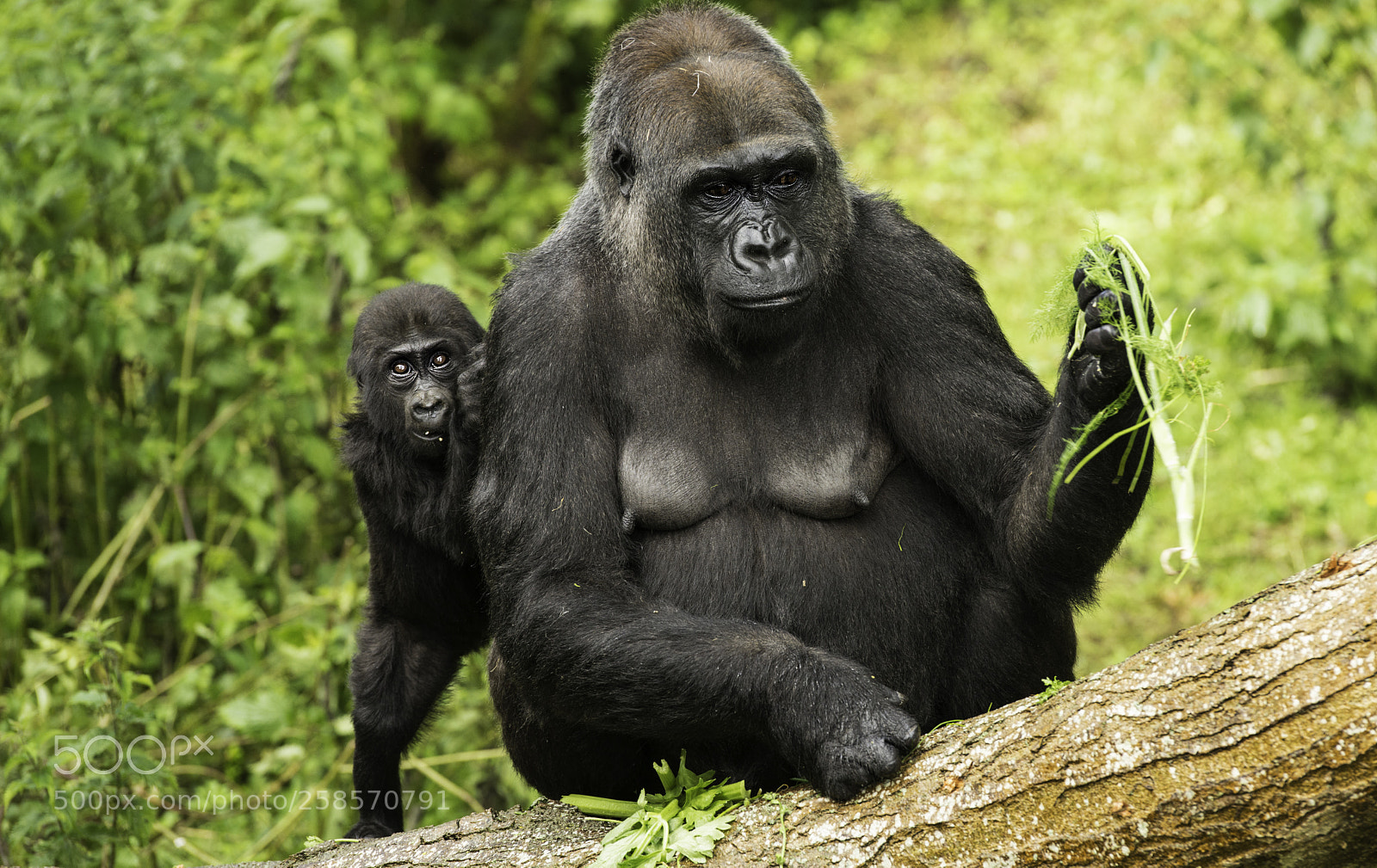 Nikon D800 sample photo. Gorilla series photography