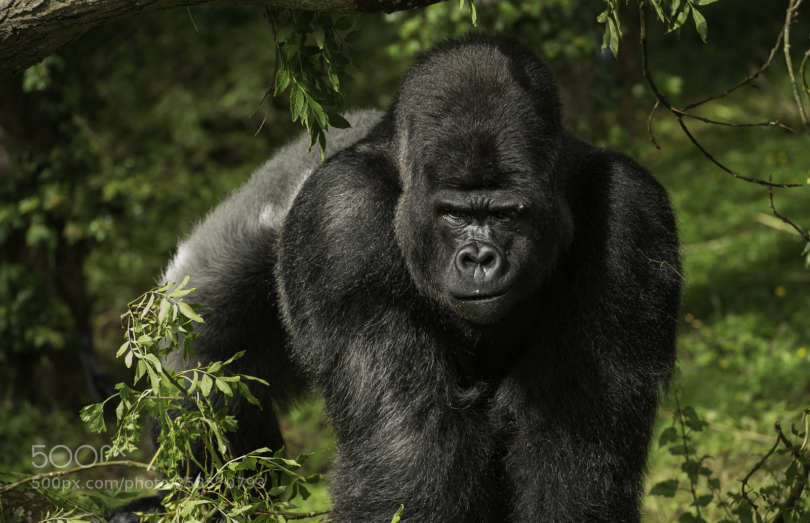 Nikon D800 sample photo. Gorilla series photography