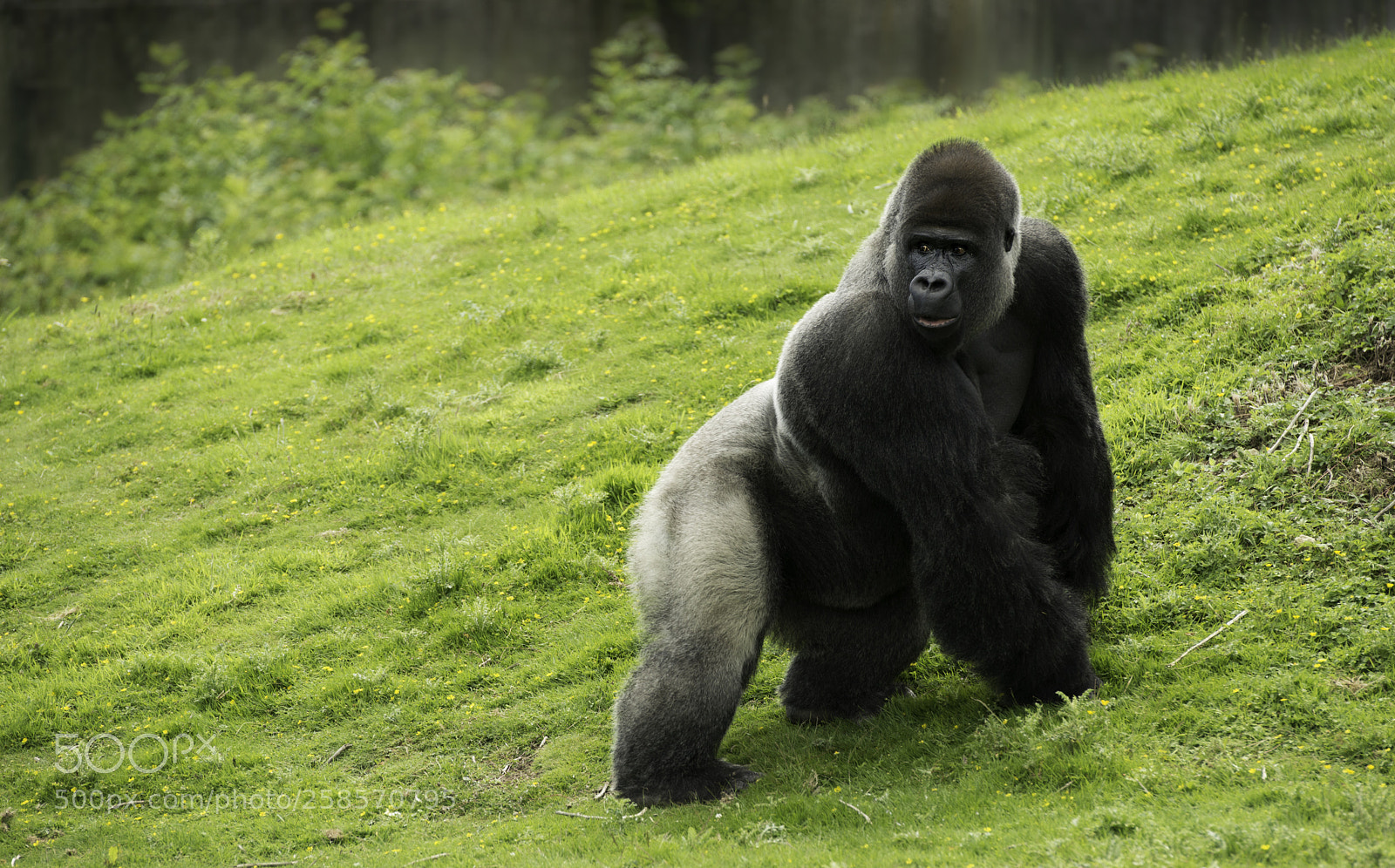 Nikon D800 sample photo. Gorilla series photography