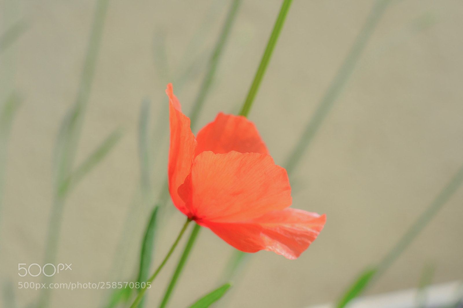 Nikon D3100 sample photo. Little flower photography