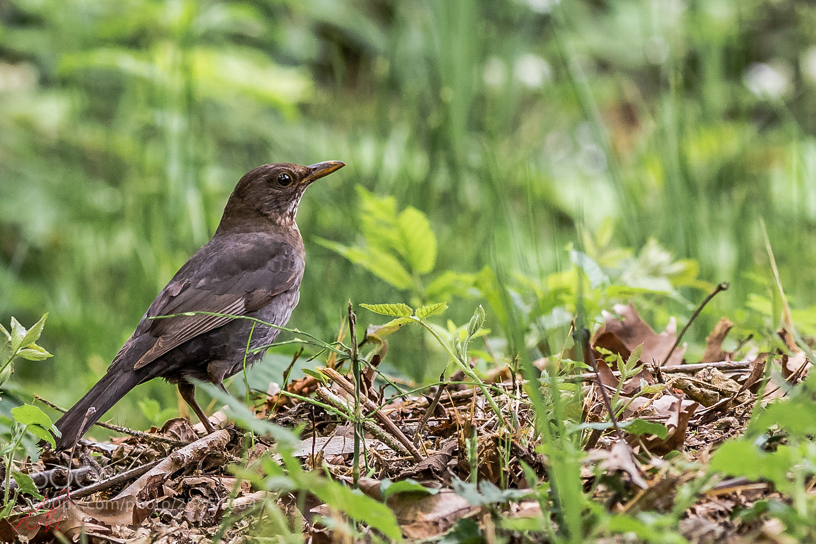 Canon EOS 6D sample photo. Bird model photography
