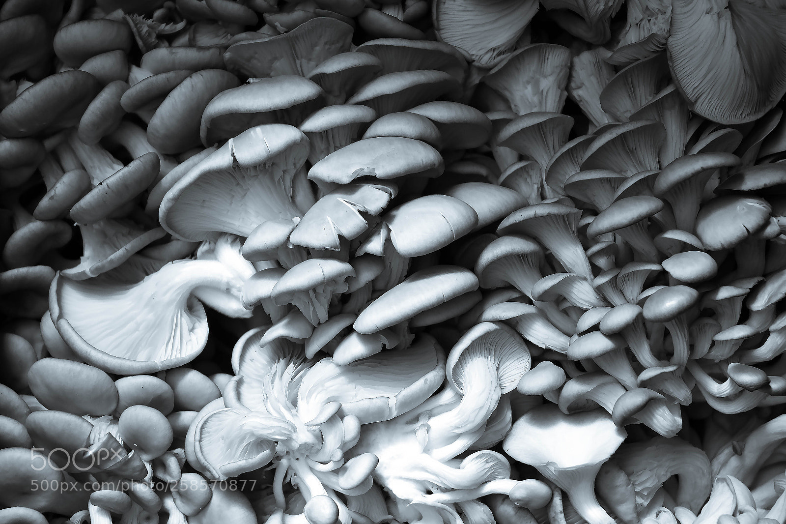 Nikon D500 sample photo. Shrooms photography