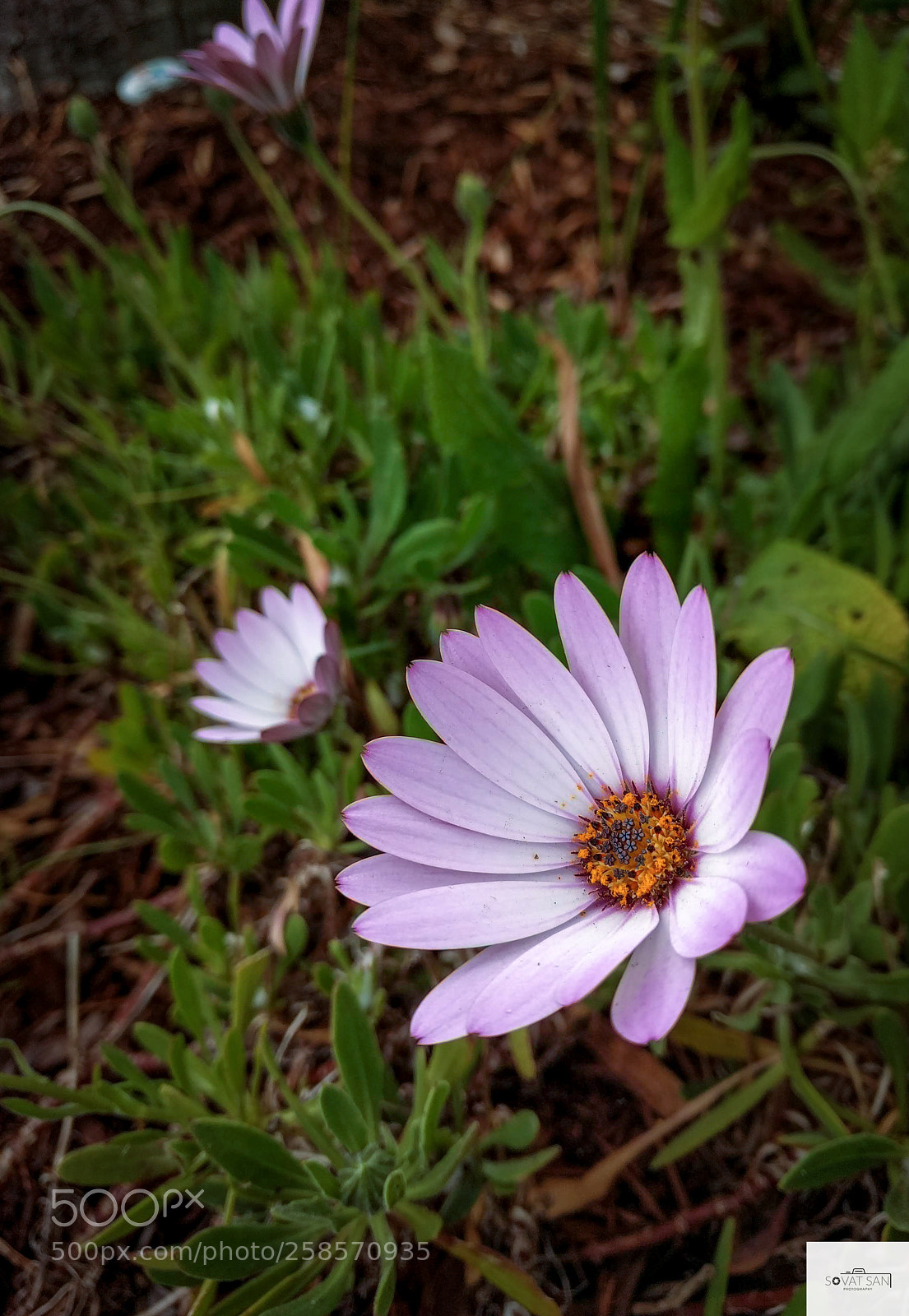 Google Nexus 6P sample photo. Daisy photography
