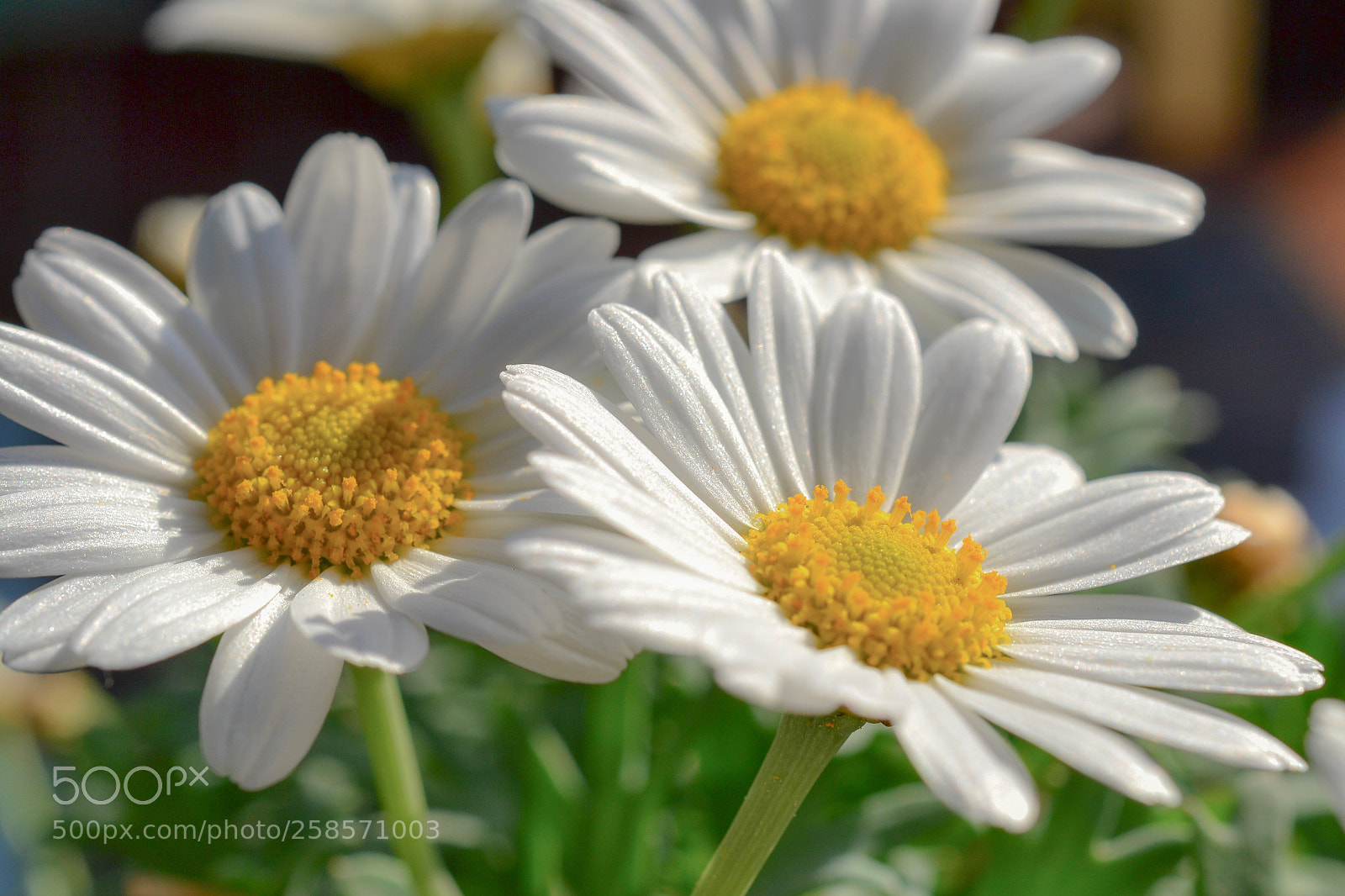 Nikon D3100 sample photo. Pretty things photography