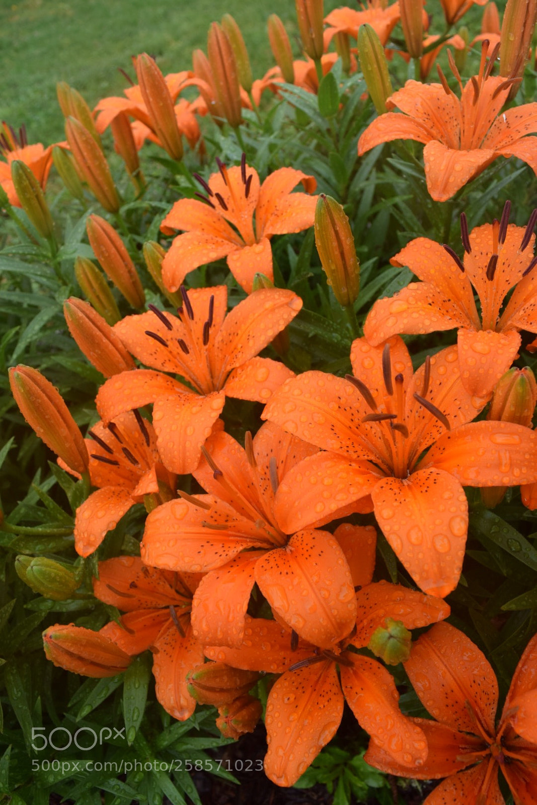 Nikon D3300 sample photo. Asiatic lilies photography