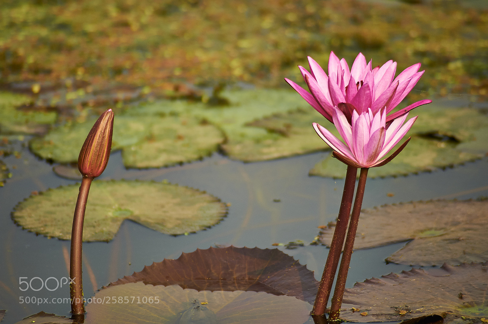 Nikon D700 sample photo. Waiting flower photography