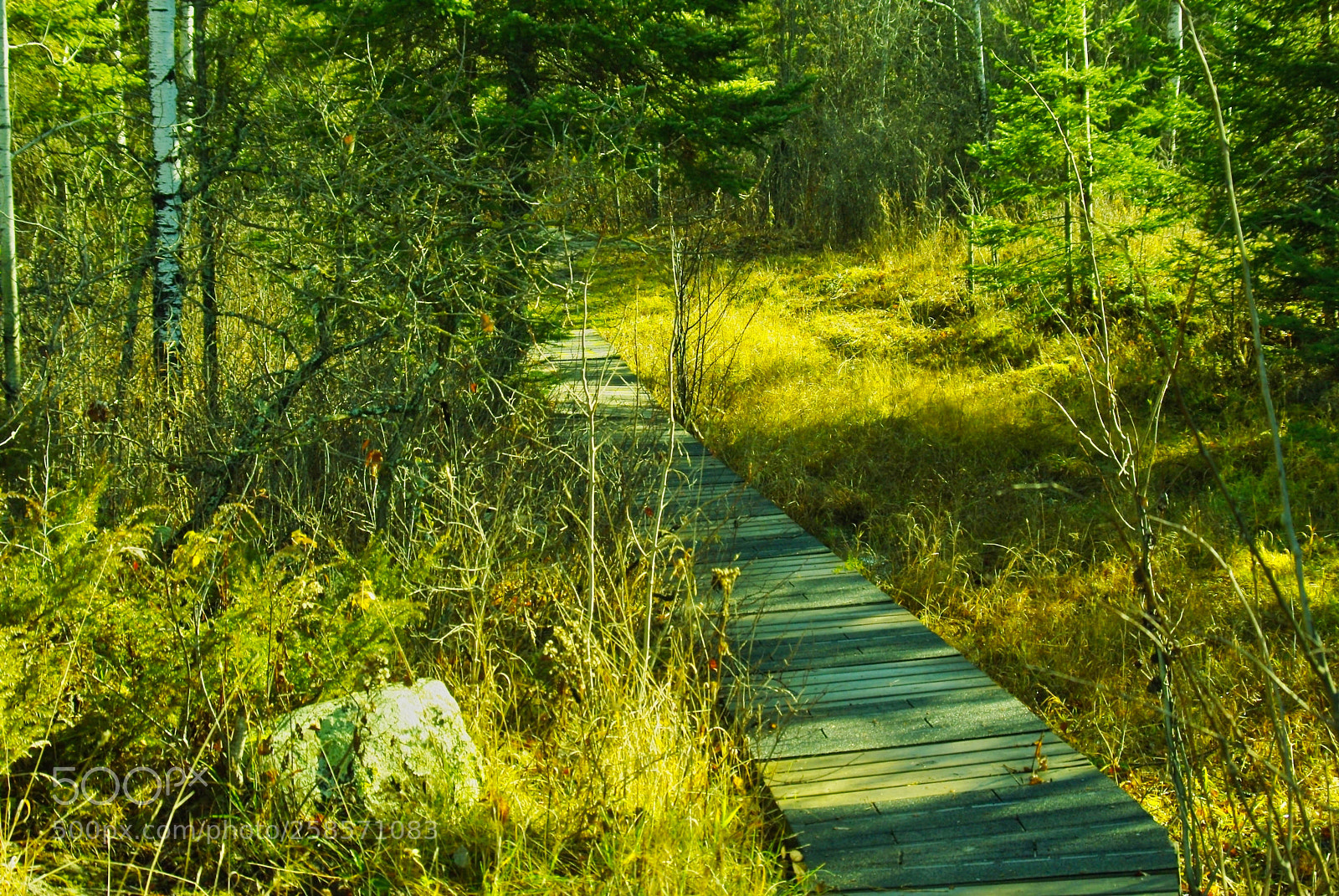 Pentax K200D sample photo. Sunny boardwalk photography