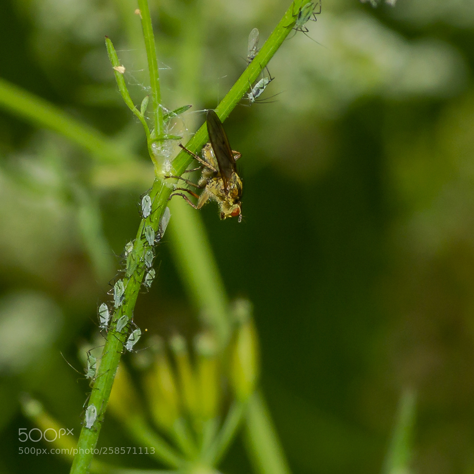 Sony SLT-A58 sample photo. Srontvlieg en bladluis photography