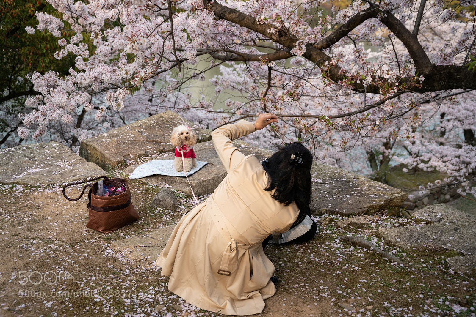 Sony a7R II sample photo. Cherry blossom season in photography