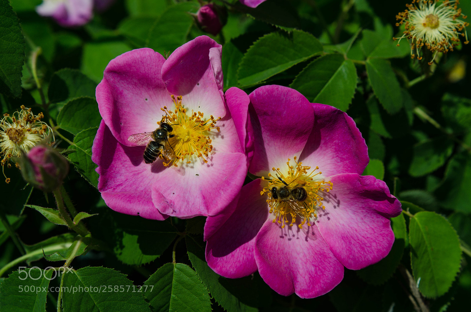 Nikon D7000 sample photo. Generic spring photo photography