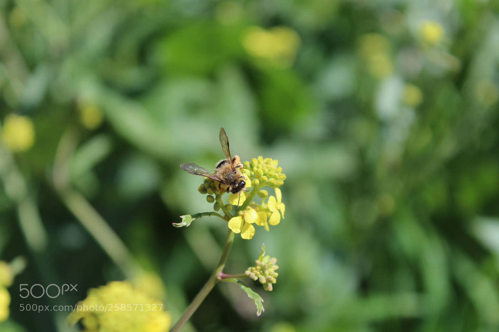 Canon EF-S 18-55mm F3.5-5.6 III sample photo. Flower photography