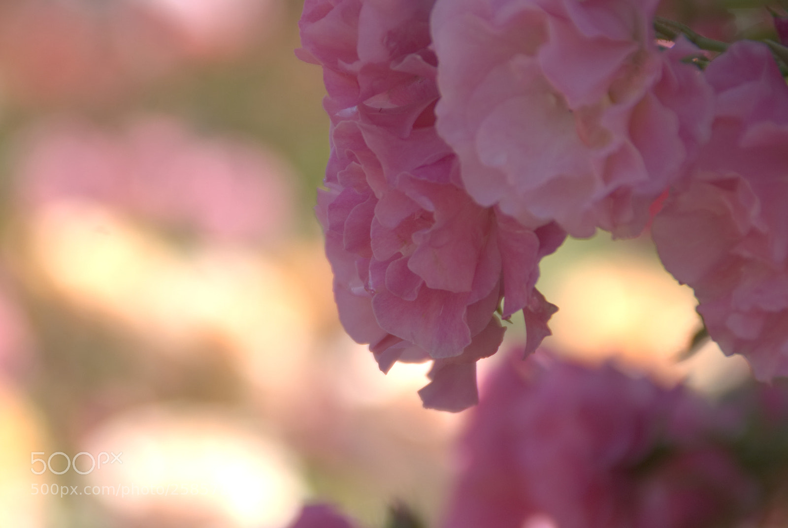 Sony Alpha DSLR-A700 sample photo. To the season which photography