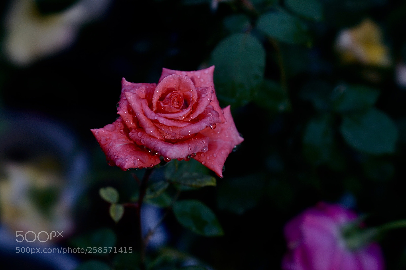 Sony a7 II sample photo. 楺蕬 photography