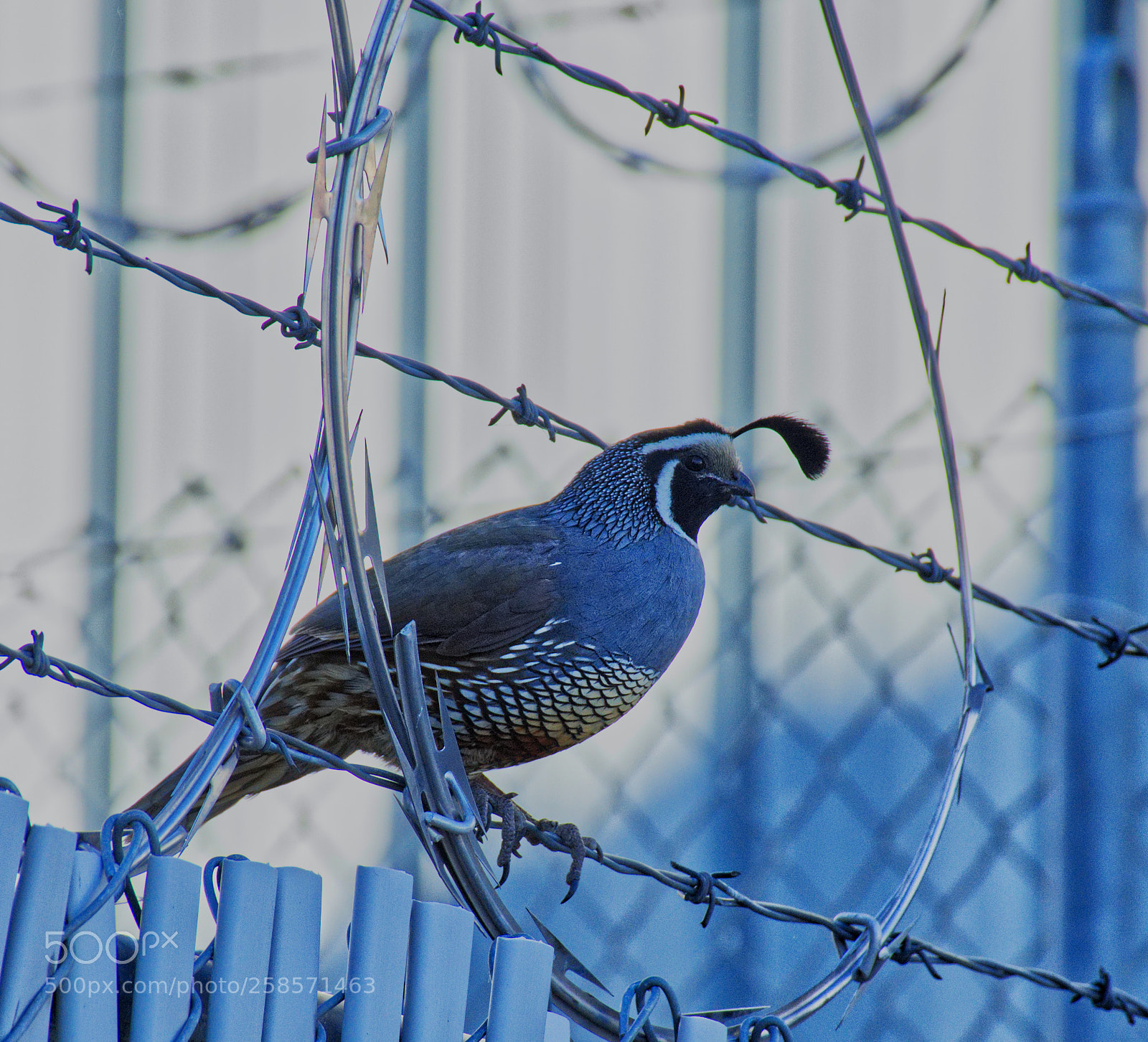 Nikon D7200 sample photo. California quail on gaurd photography