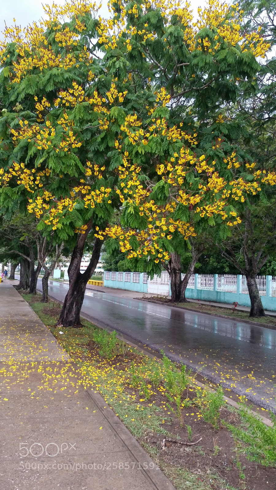 Samsung Galaxy S5 sample photo. Mojados photography