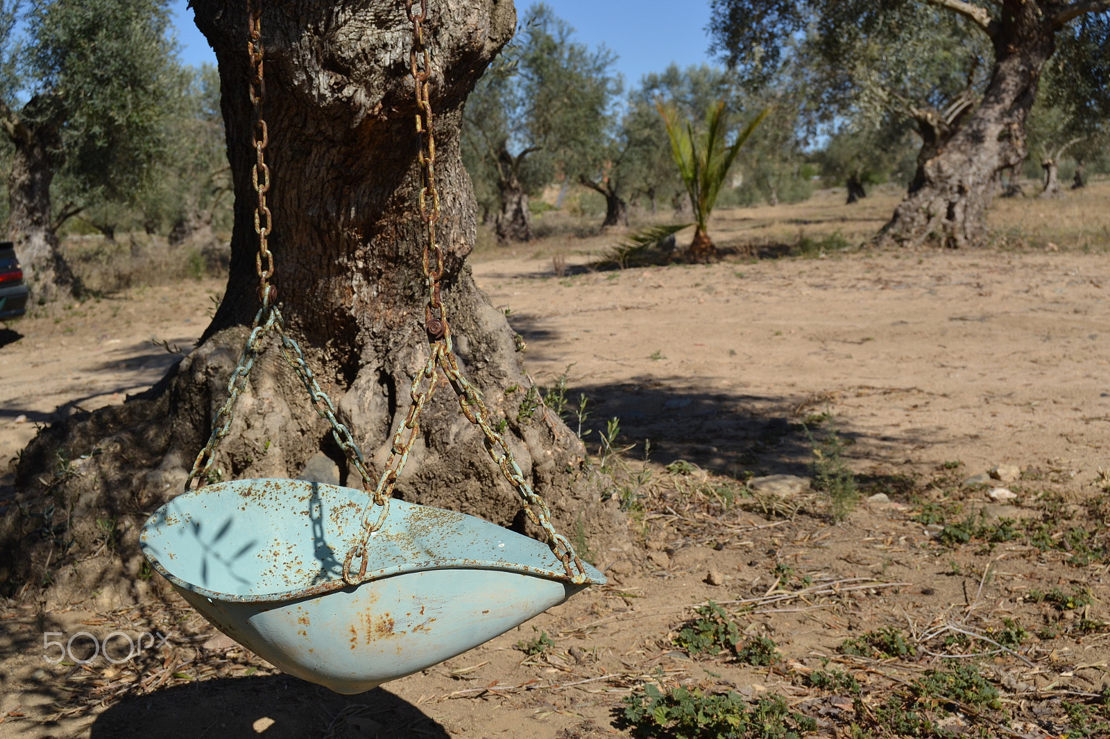 Nikon D3100 sample photo. Old swing photography