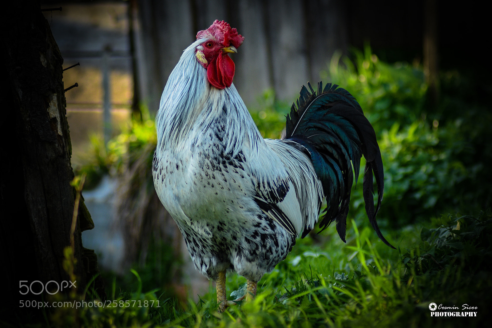 Nikon D5600 sample photo. The rooster photography