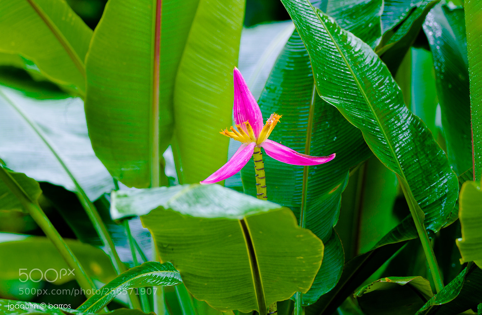 Canon EOS 7D sample photo. Today flower, tomorrow banana photography