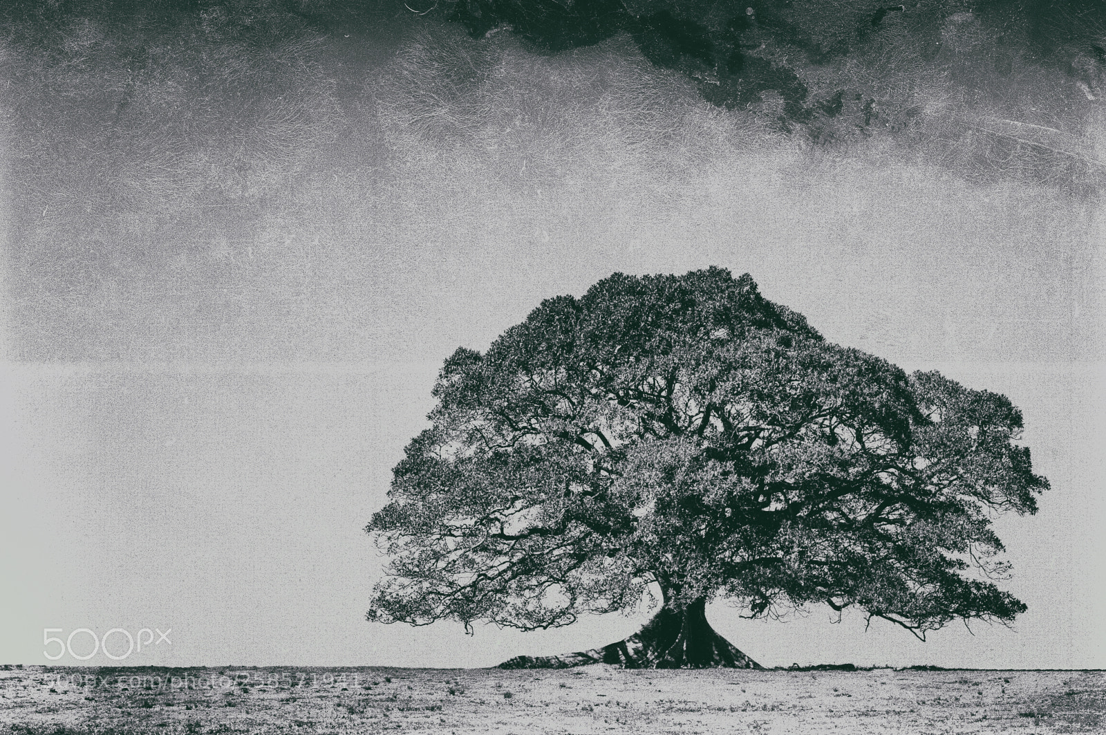 Nikon D300S sample photo. Tree photography
