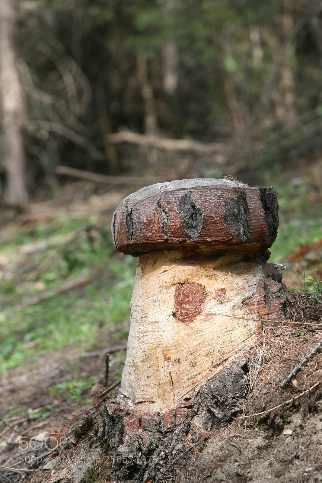 Canon EOS 5D sample photo. Img photography