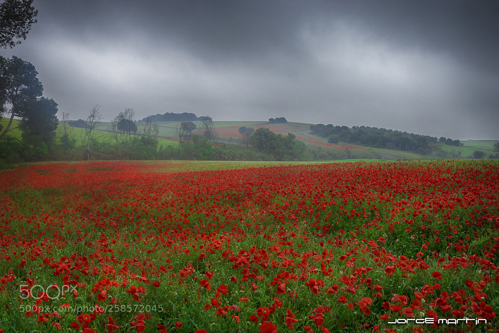 Canon EOS 6D sample photo. Lluvia entre amapolas photography