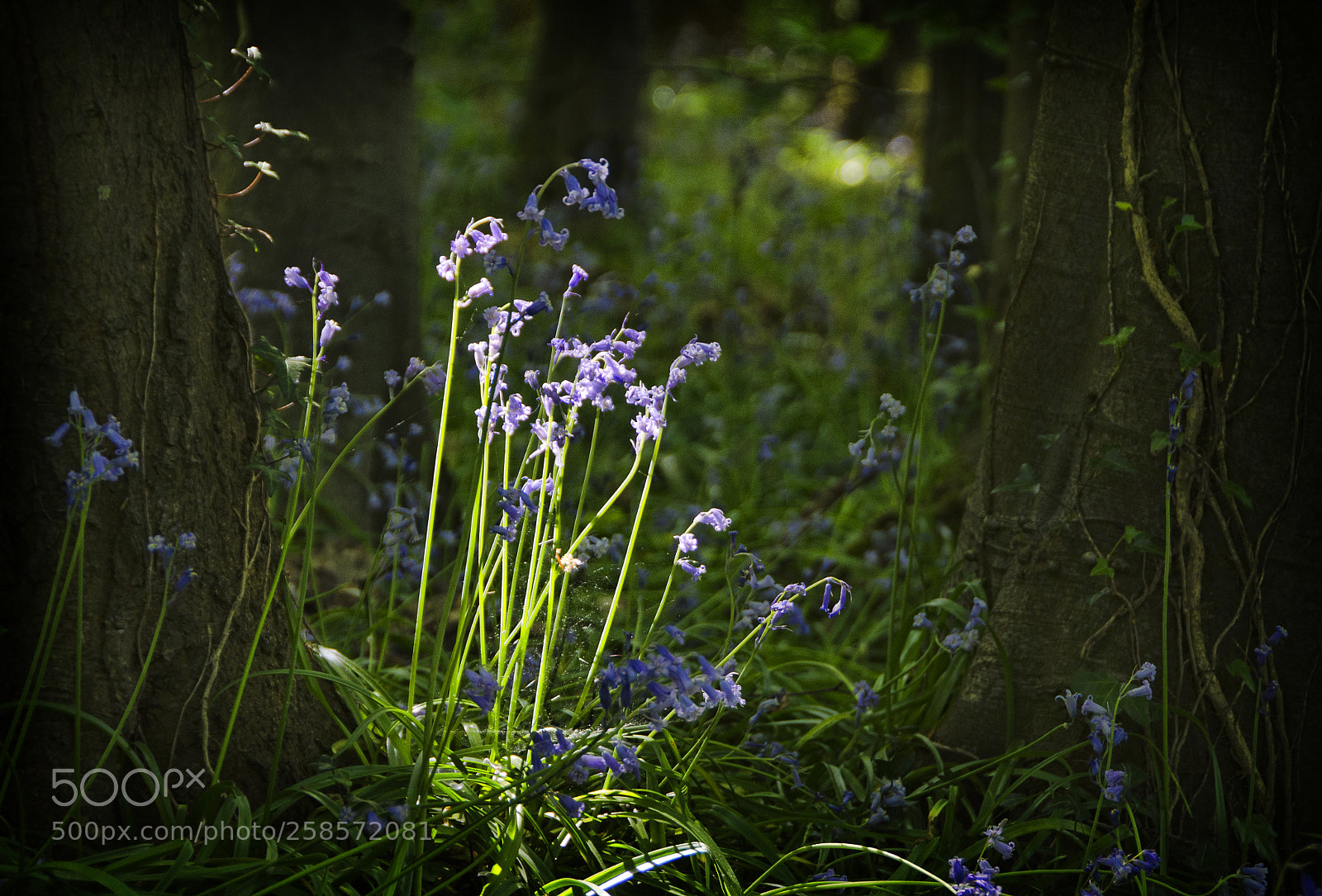 Nikon D7000 sample photo. Bluebell time... photography