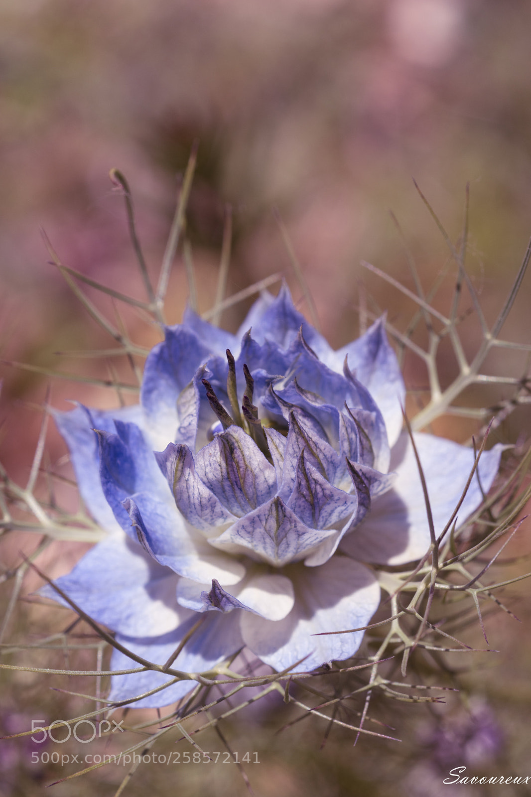 Nikon D5500 sample photo. Nigelle photography