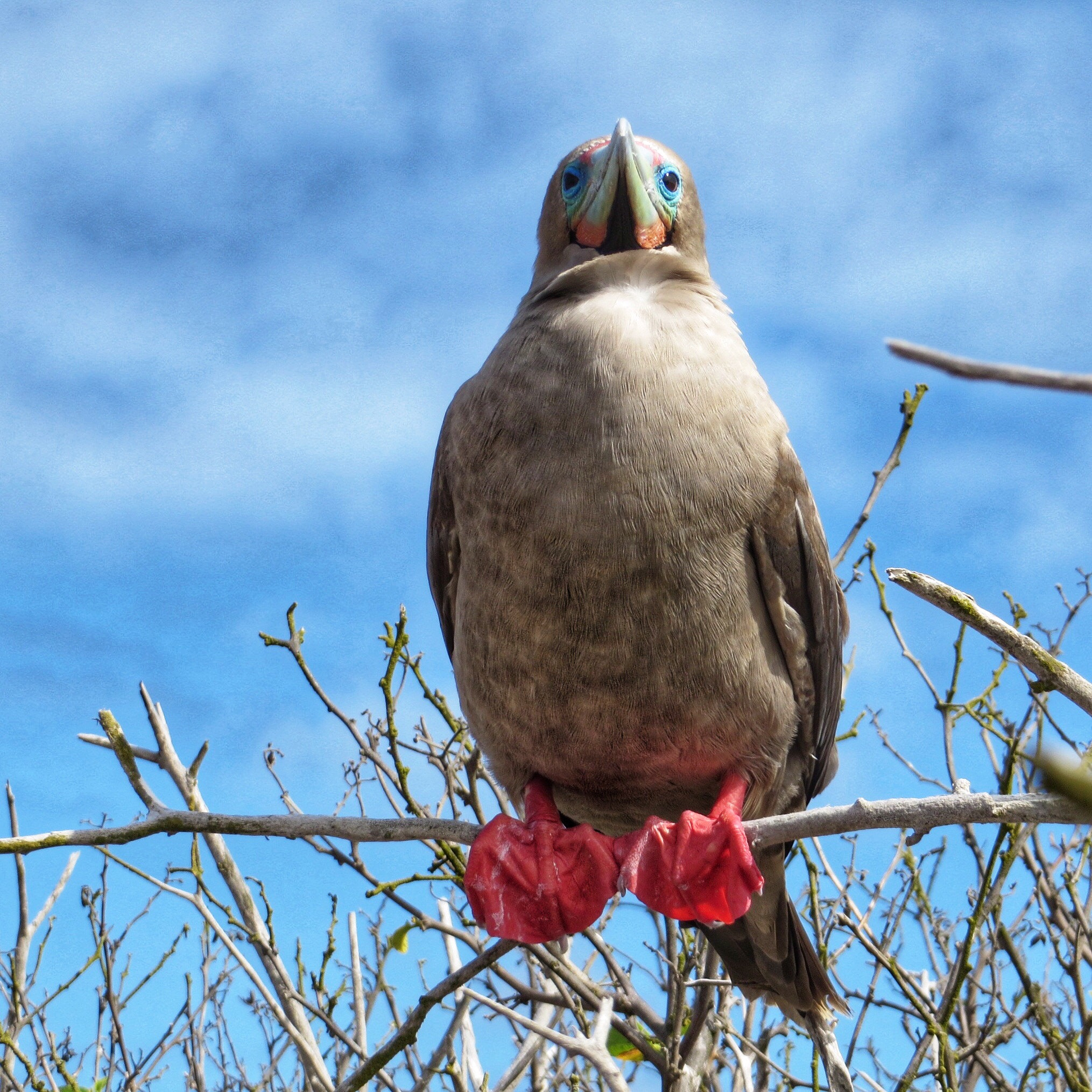 Canon PowerShot SX280 HS sample photo. Red-footed booby photography