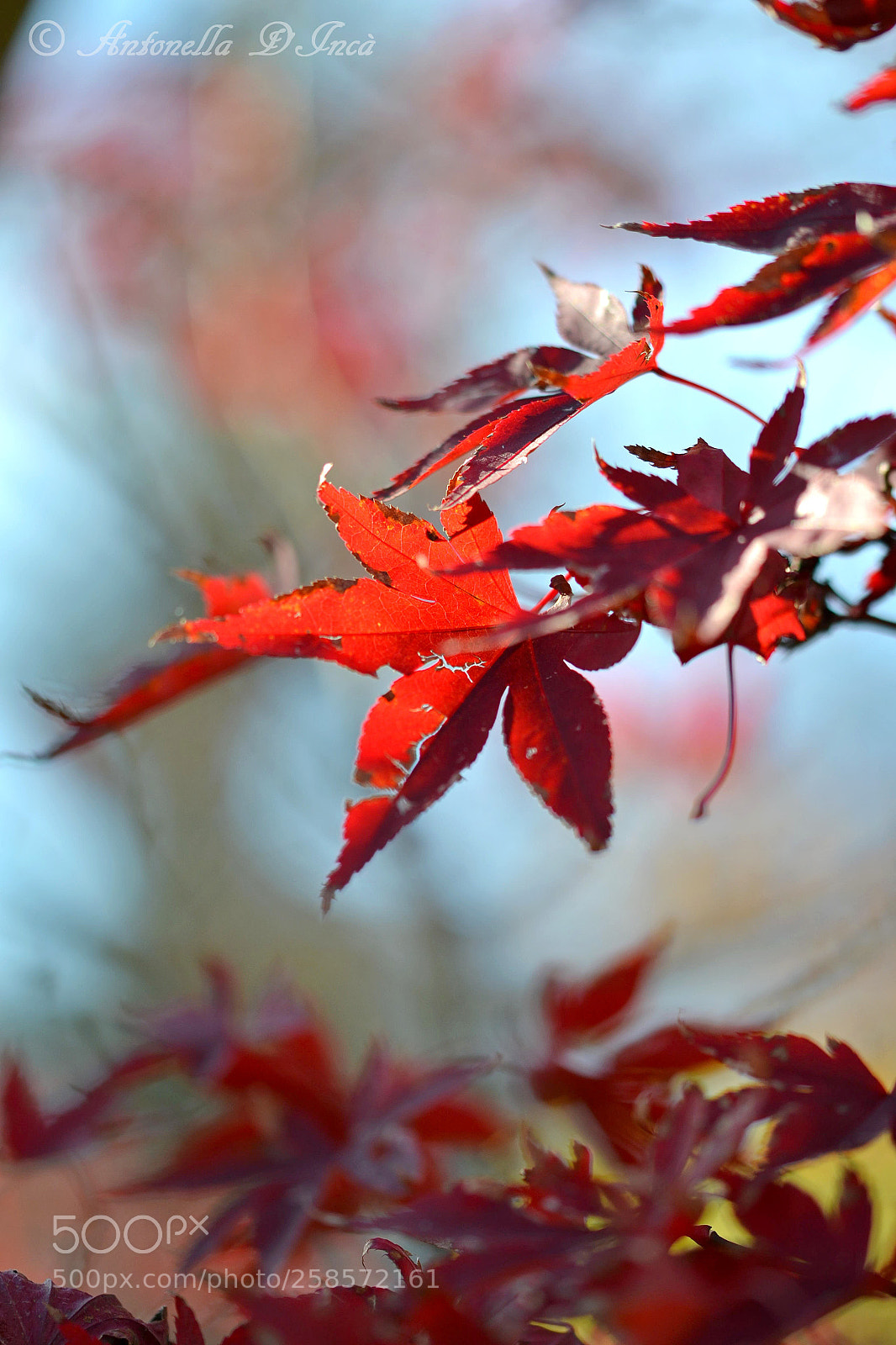 Nikon D3100 sample photo. Autunno photography