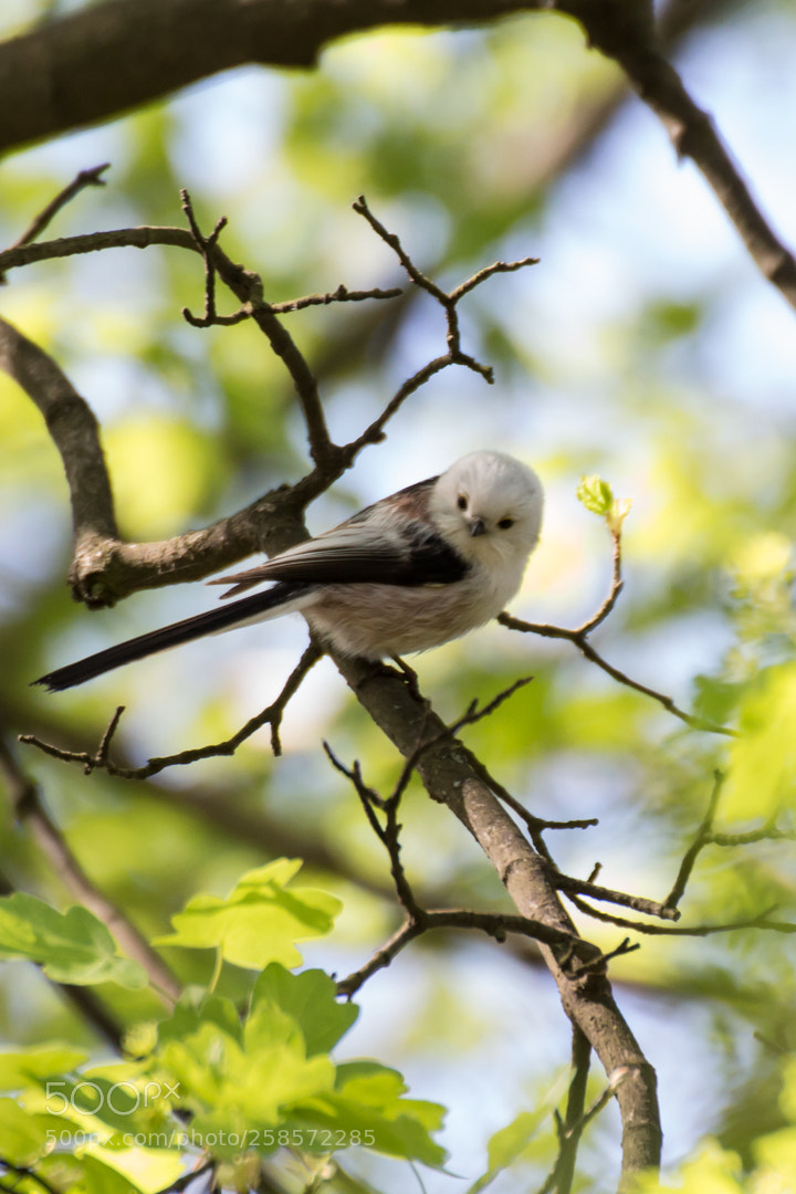 Canon EOS 650D (EOS Rebel T4i / EOS Kiss X6i) sample photo. Graceful long-tailed tit photography