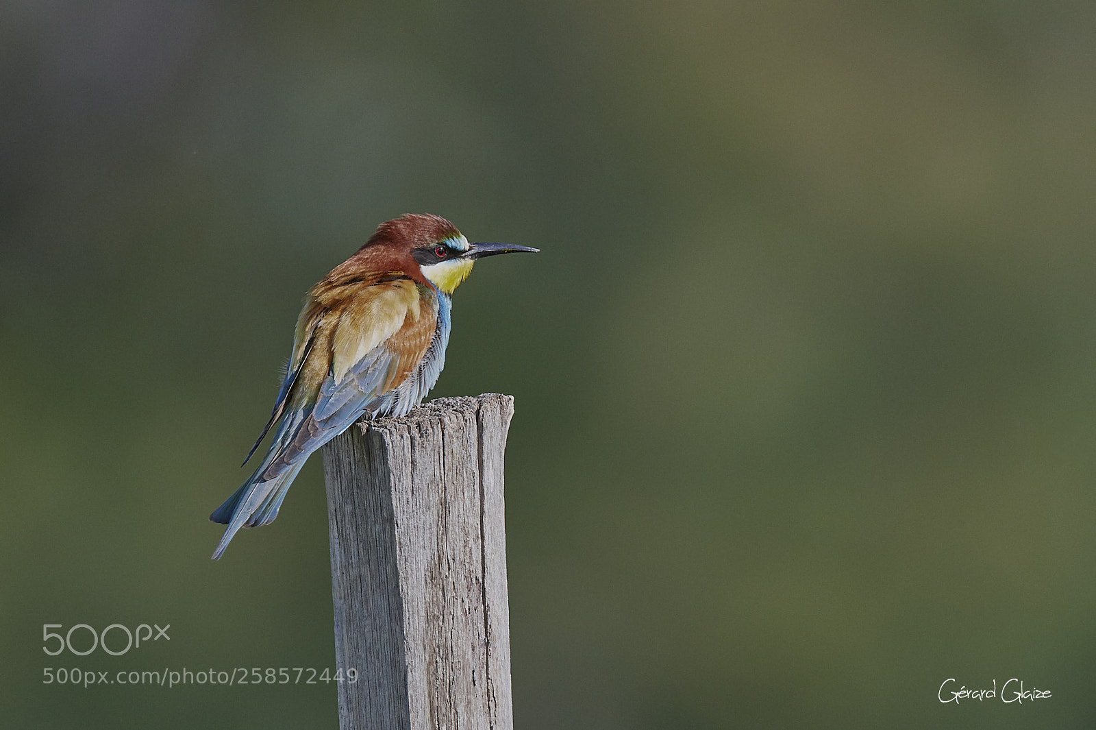 Nikon D500 sample photo. European bee-eater photography