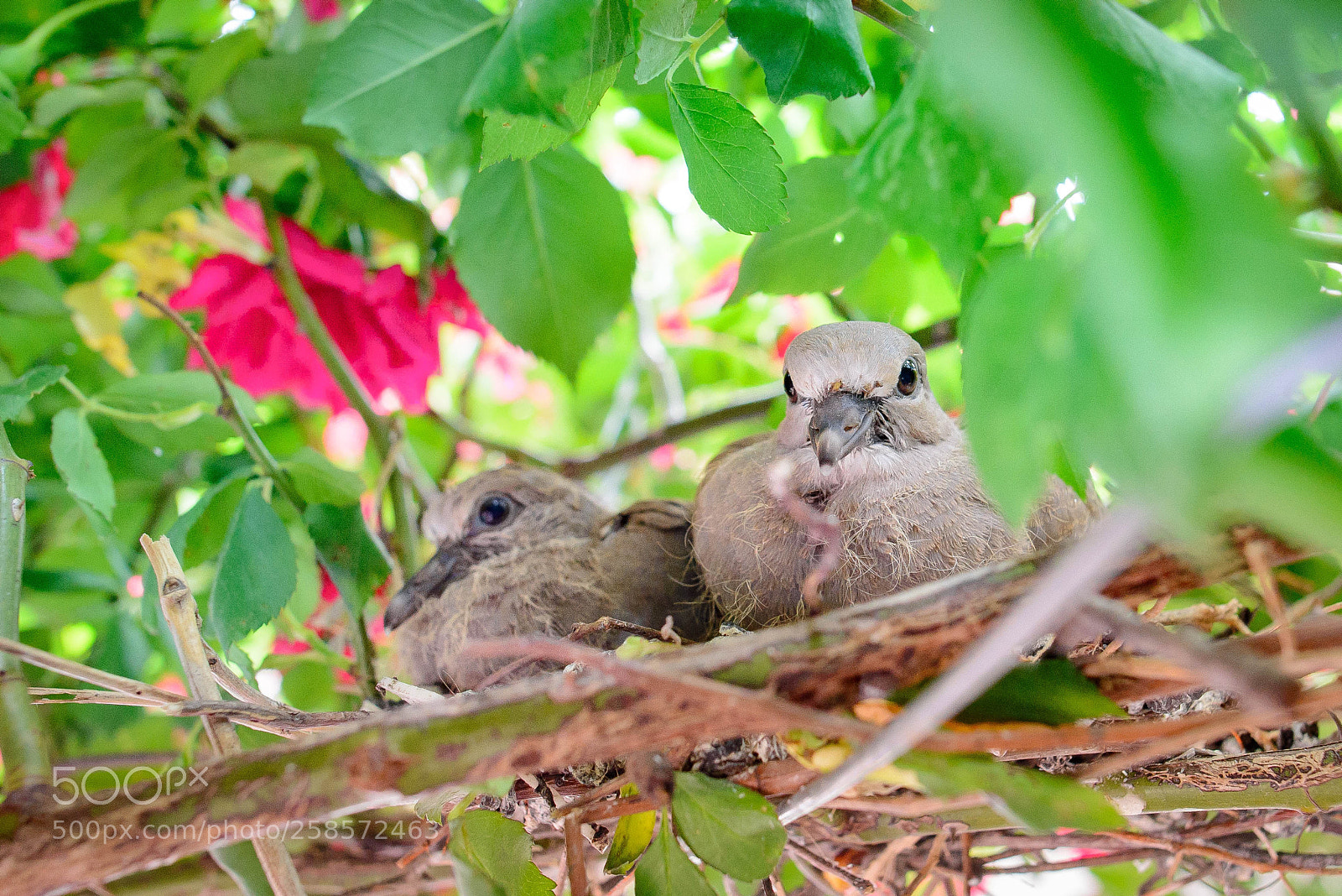 Nikon D610 sample photo. Ring dove babies photography