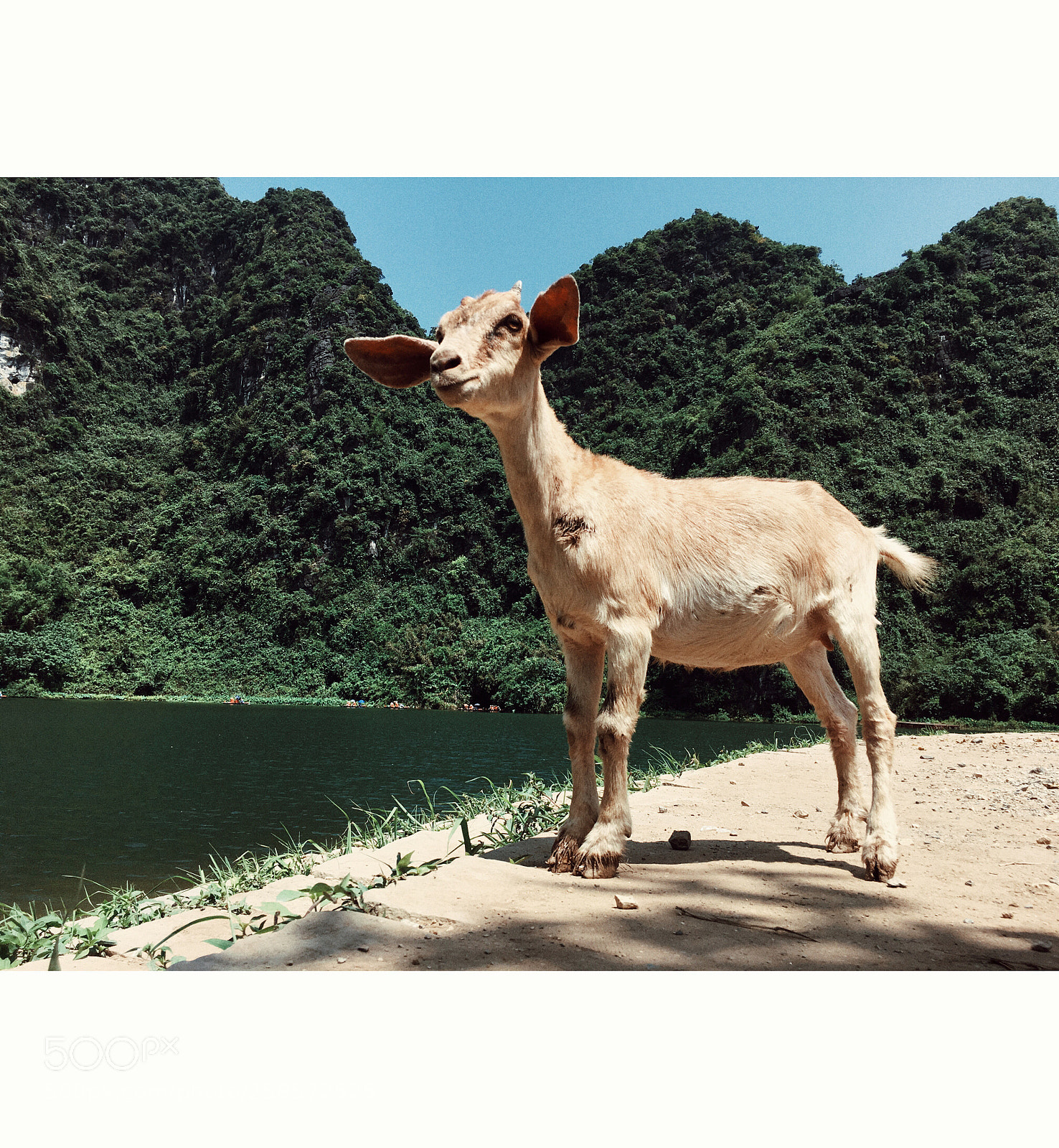 Apple iPhone 6s sample photo. Baby goat photography