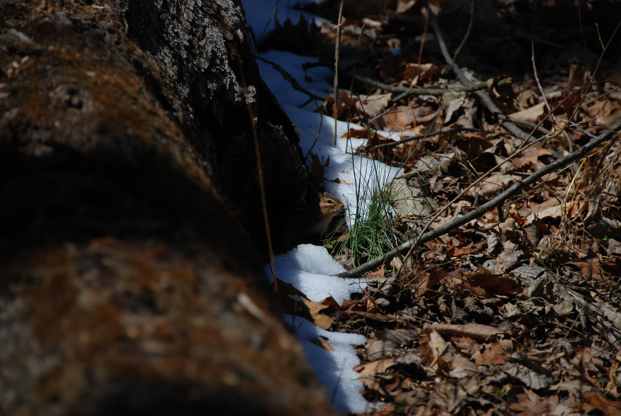 Nikon D80 sample photo. The end of winter photography