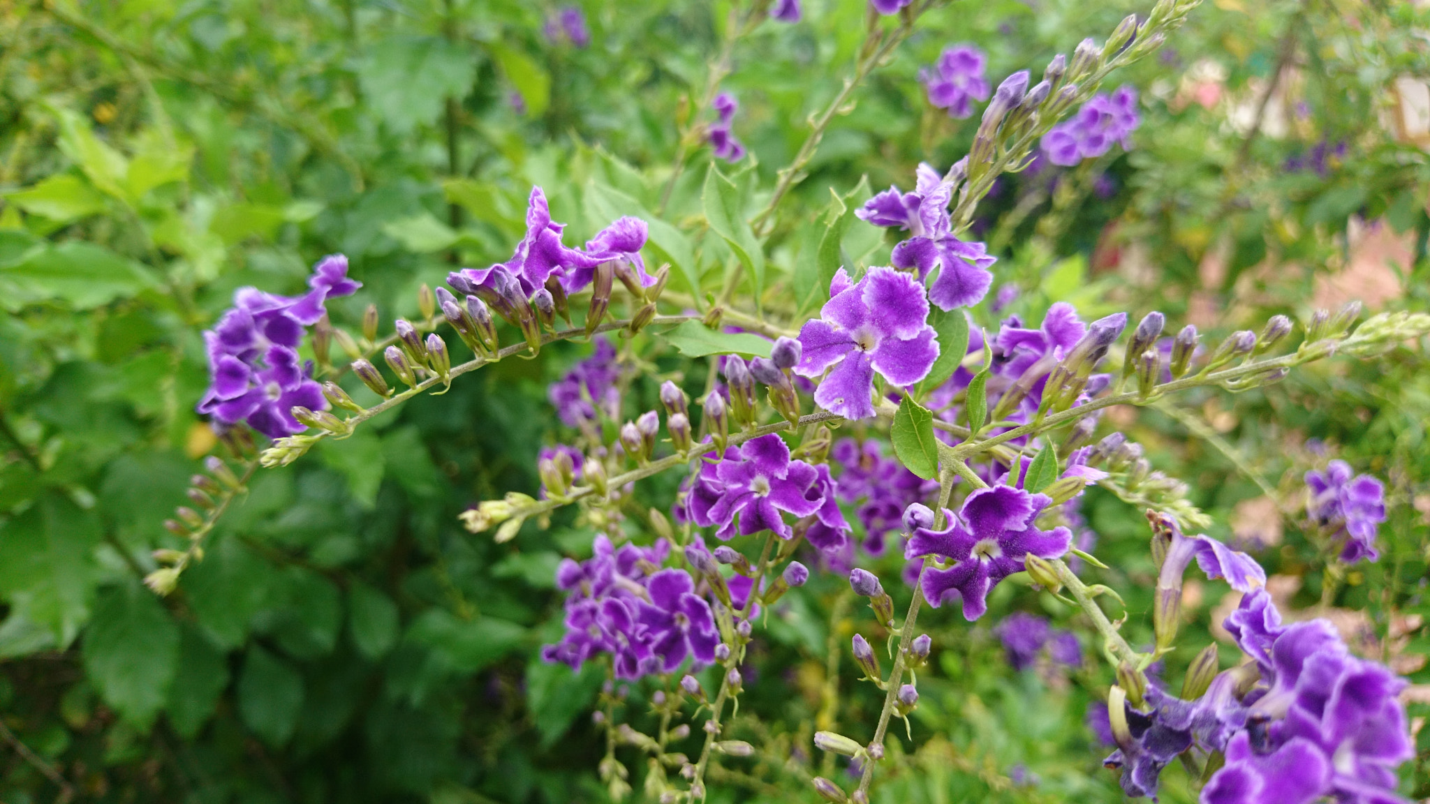 Sony Xperia X sample photo
