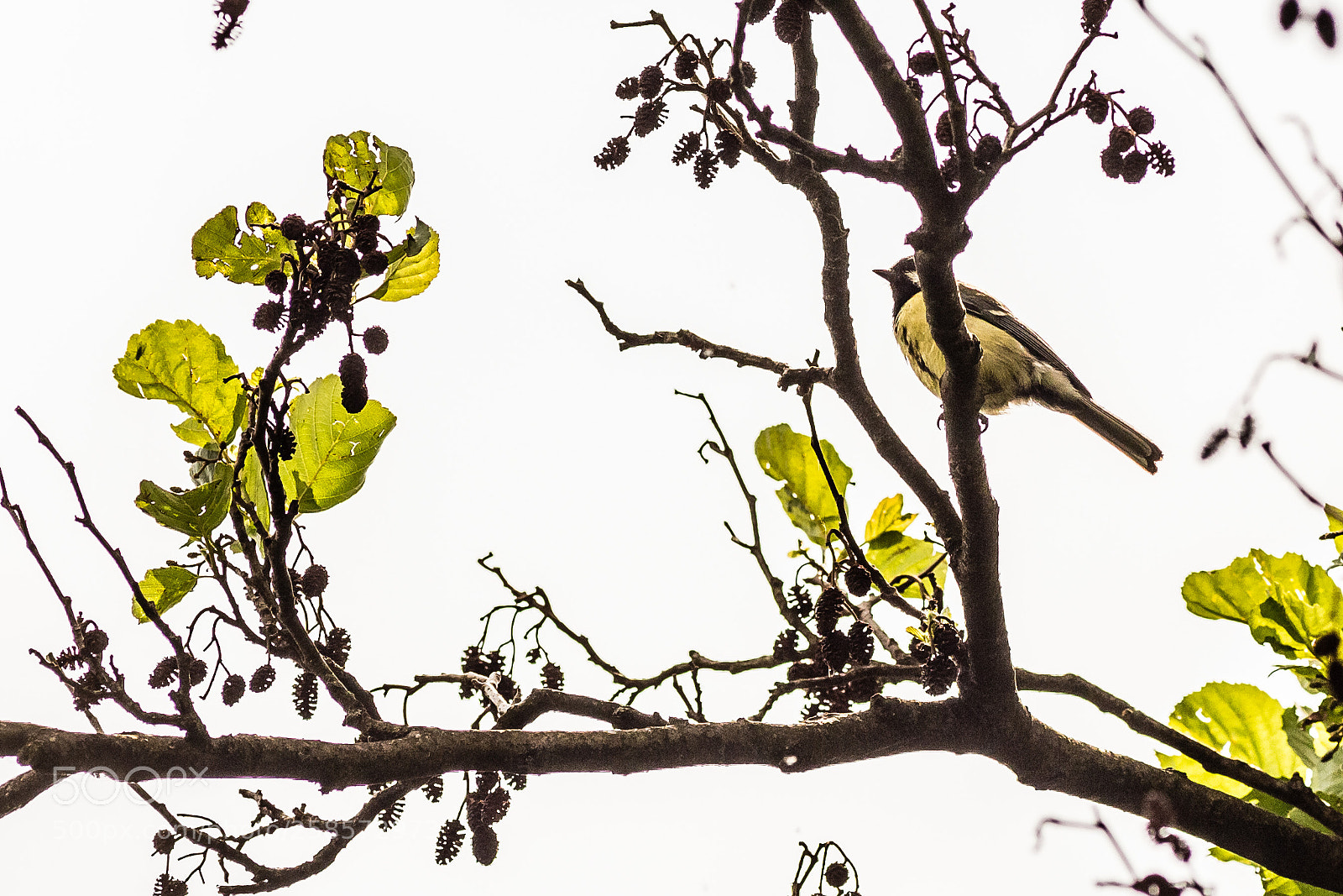 Canon EOS 6D sample photo. On the branches photography