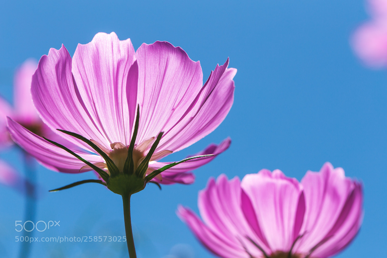 Canon EOS 6D sample photo. Growing pink cosmos flowers photography
