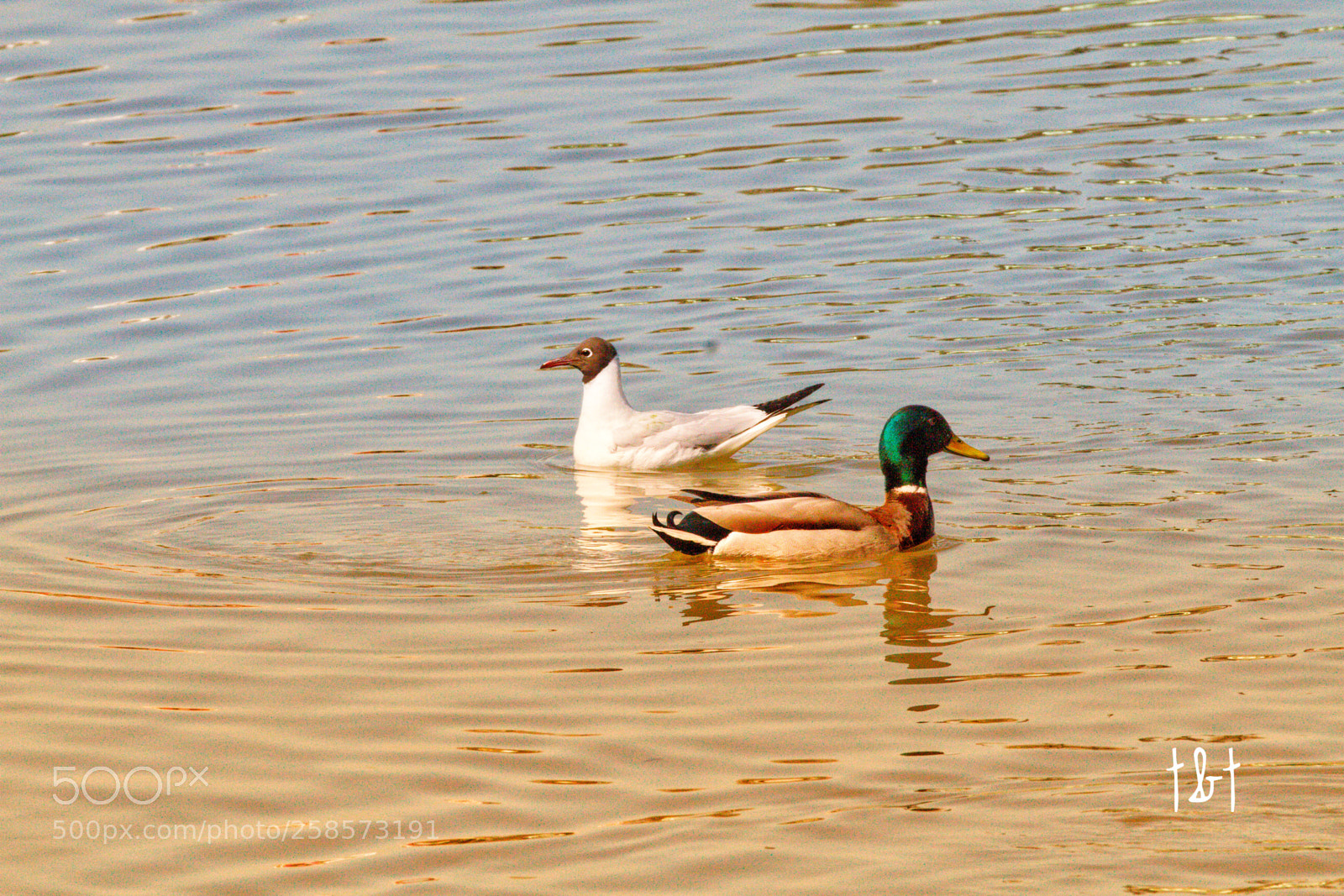 Canon EOS 7D sample photo. Untitled photography