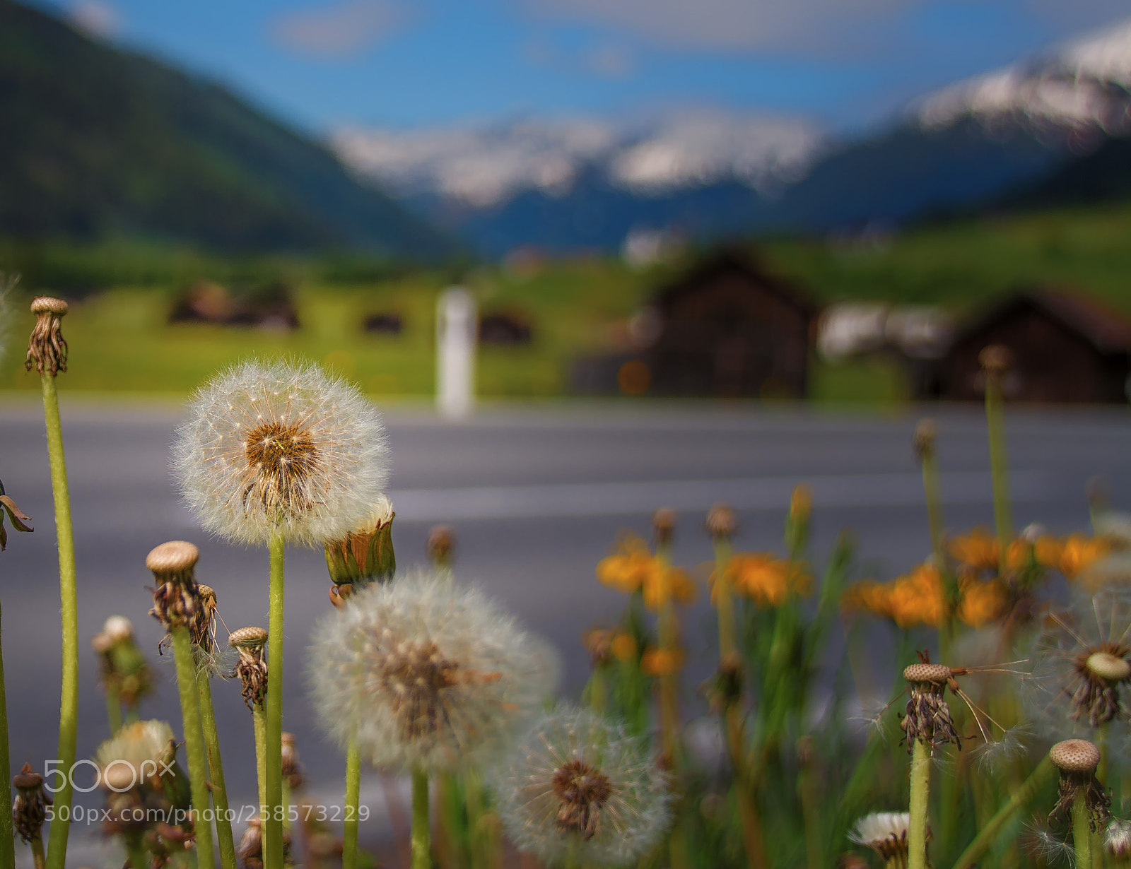 Nikon D7100 sample photo. Strassenbegleitgrün photography